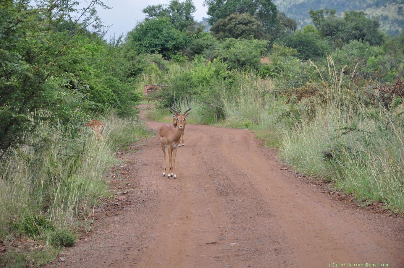 Pilanesberg NP en 4x4