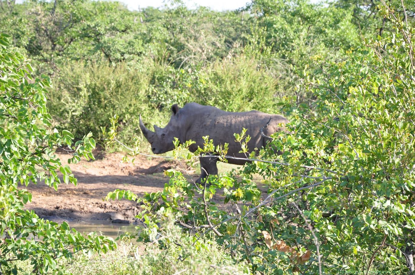 Rhinocéros