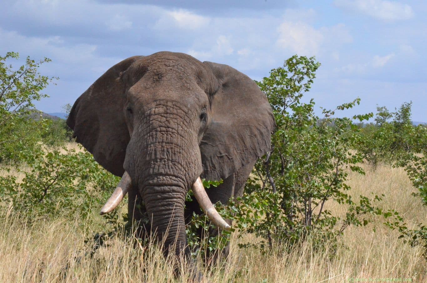 Road trip dans le parc Kruger pendant 2 semaines en Afrique du Sud