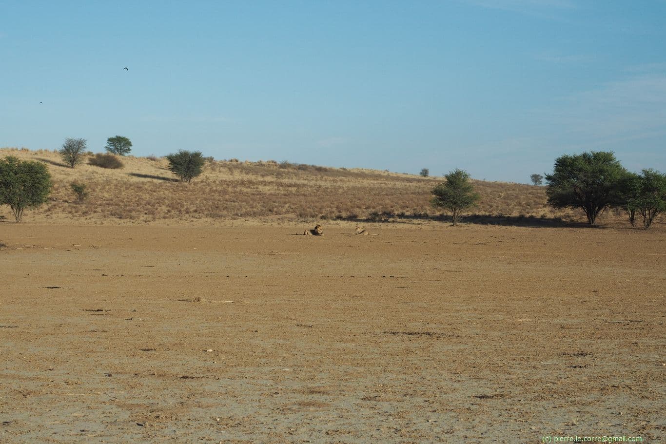 A pair of lions 500m from my camp