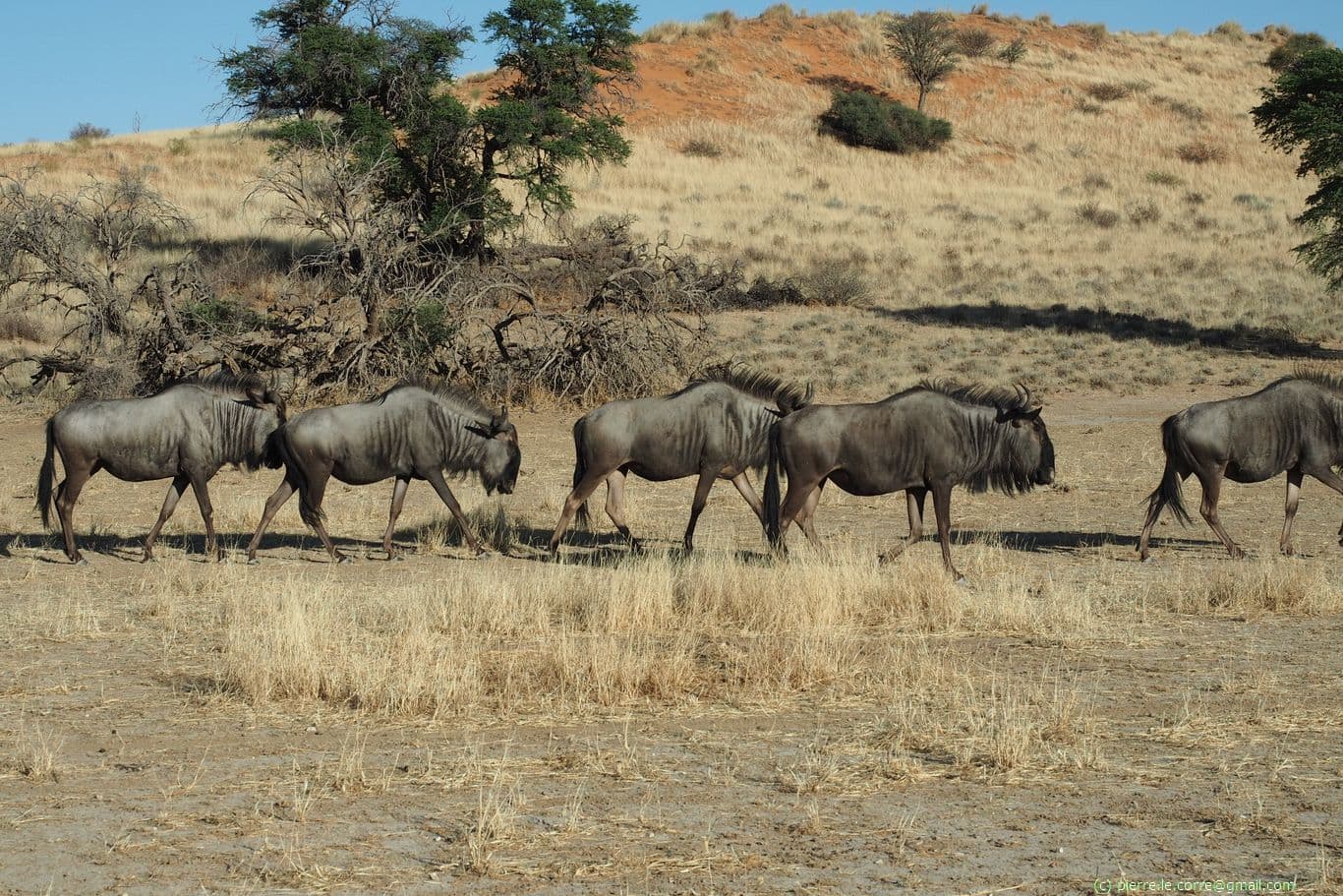 Small group of wildebeest