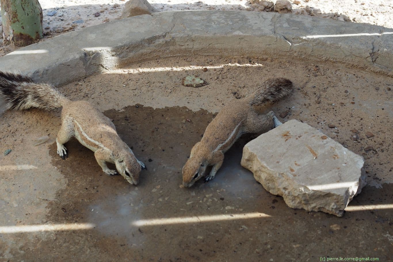 Quick toilet accompanied by meerkats