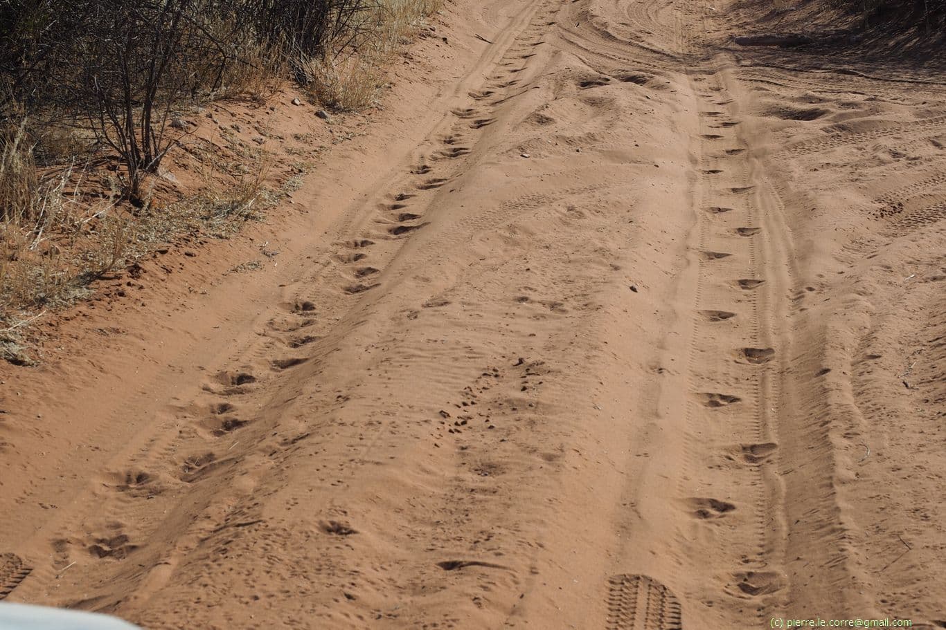 Footprints of 2 lions on the trail in the early morning