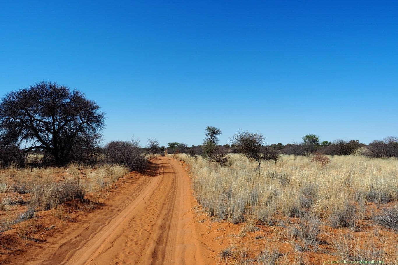 An escape in the Kgalagadi Transfrontier Park (KTP) in South Africa