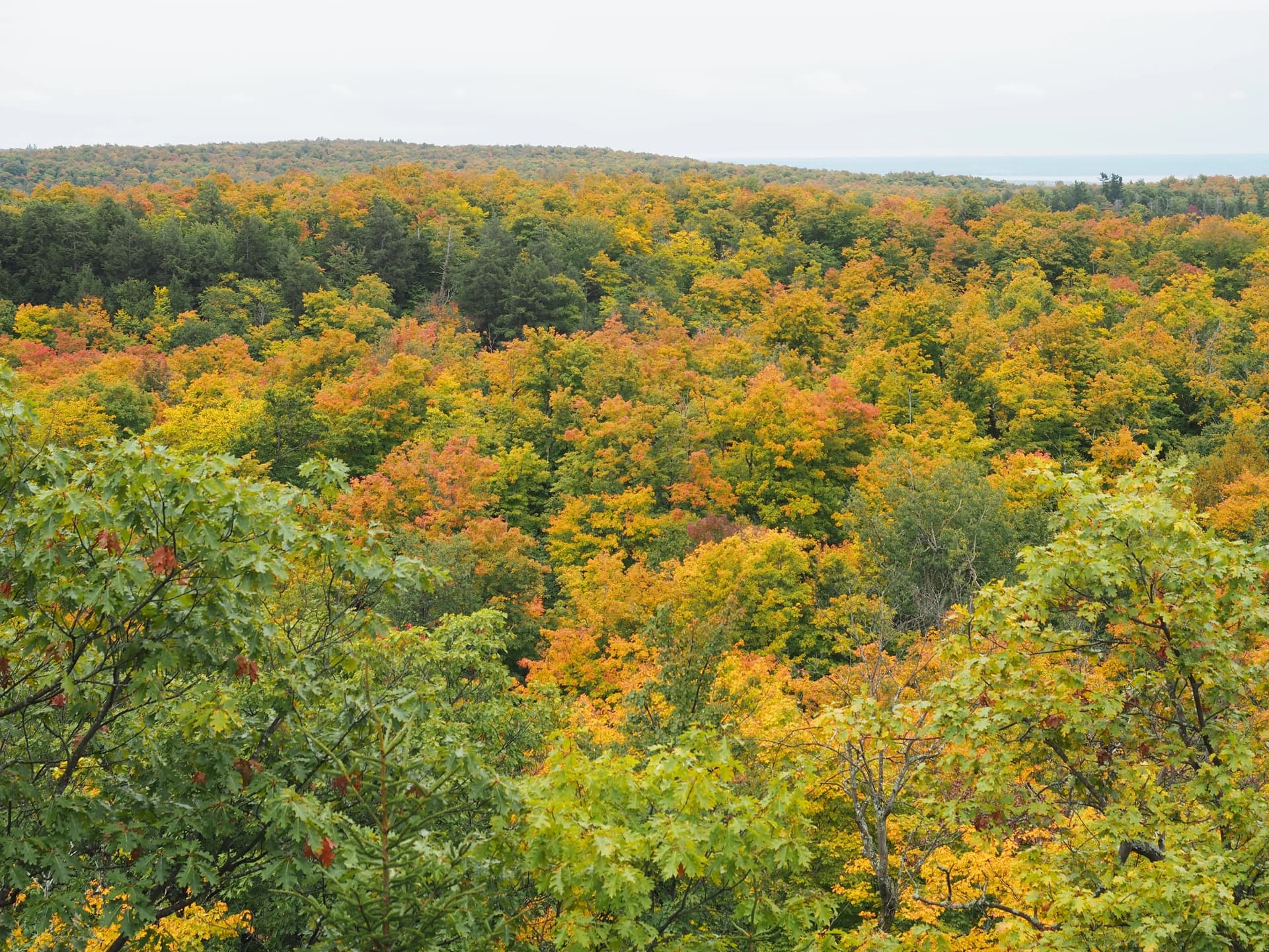 Parc de la Gatineau - Le sentier des Loups