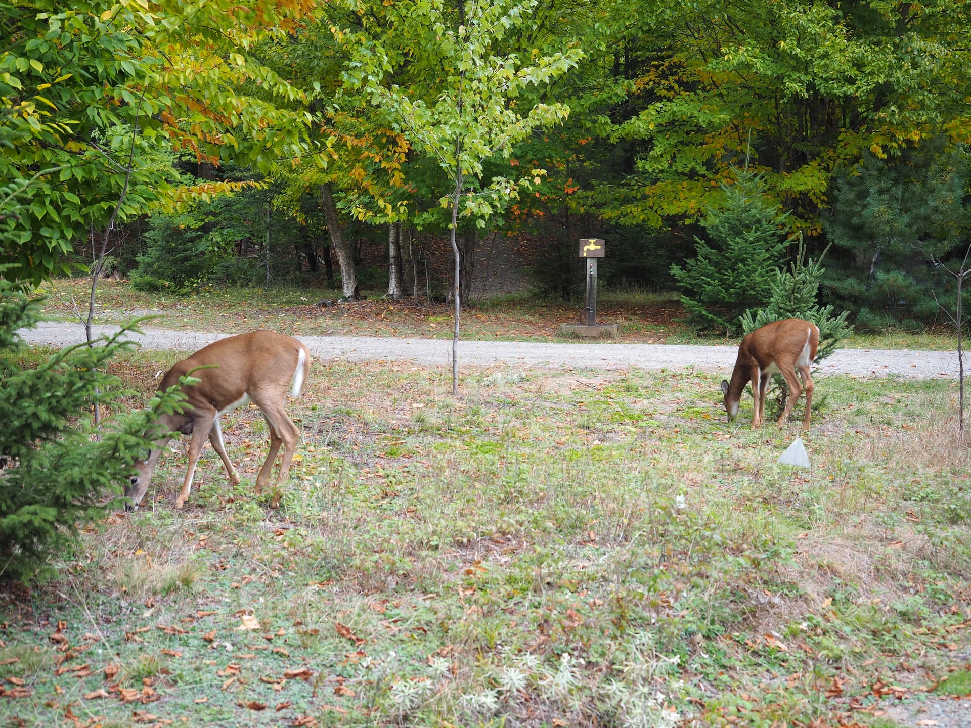 Mont-Tremblant National Park, Bacagnole rustic campsite (Lake Monroe sector), 2 deer on my site