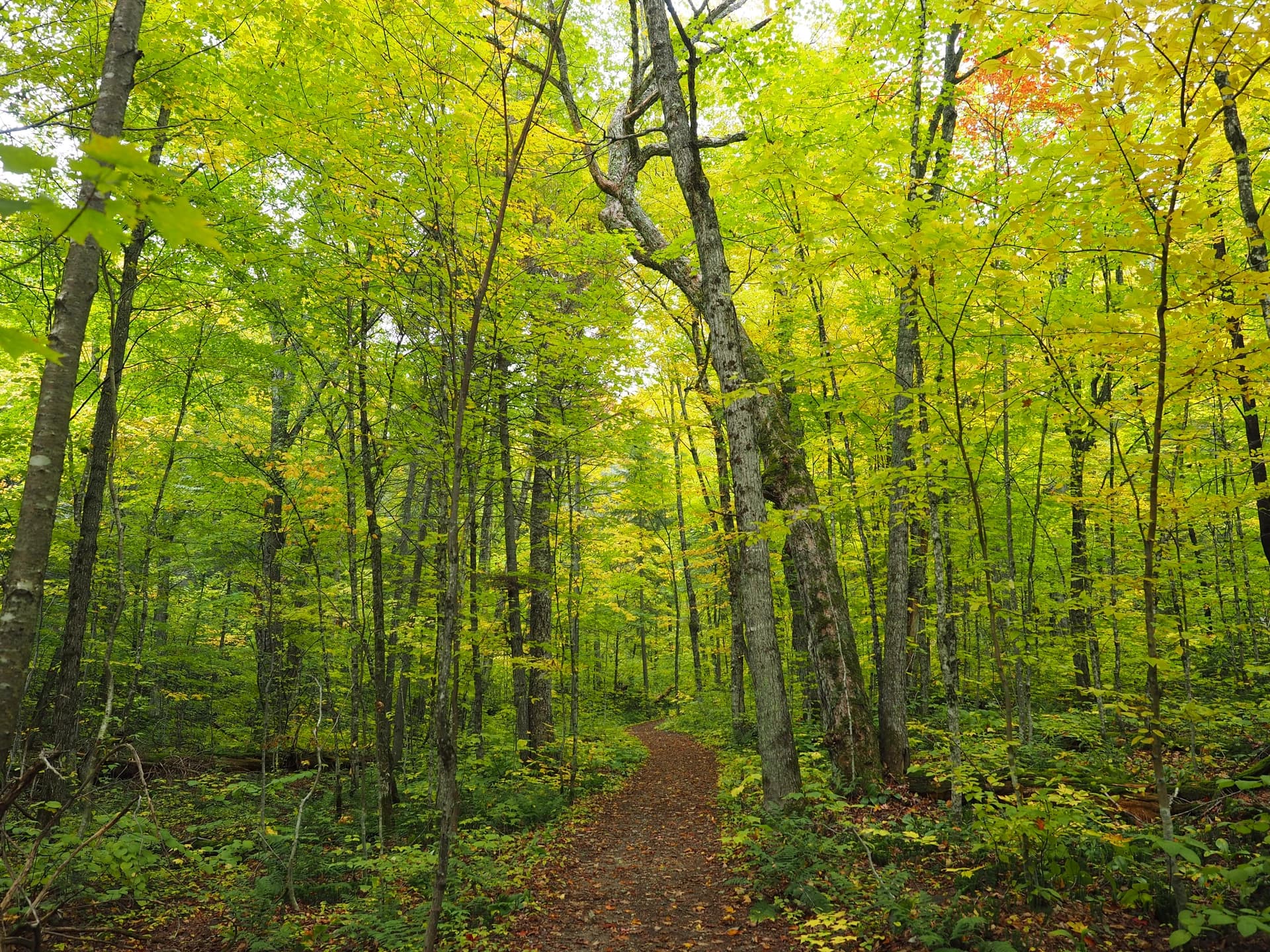 Parc national du Mont-Tremblant, Sentier Les Grandes Vallées (2h)