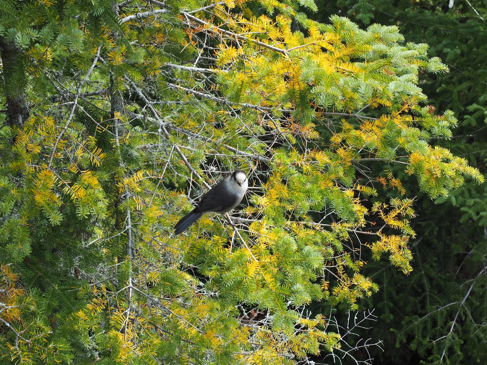 Parc de la Jacques Cartier, Sentier des Loups