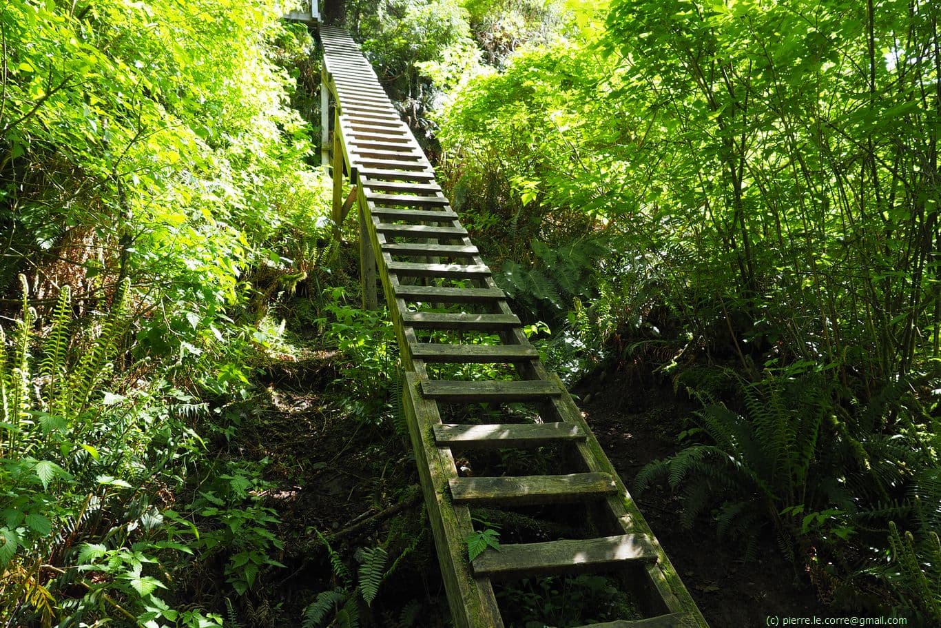 Premier échelle pentue et glissante sur le sentier de la Côte Ouest