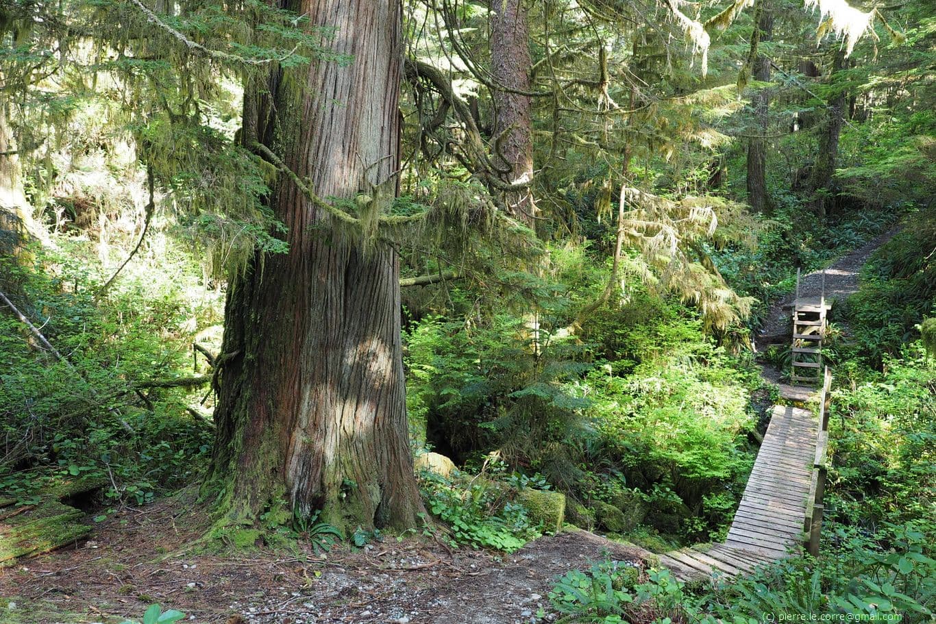 Randonnée enchantée dans la forêt pluviale luxuriante