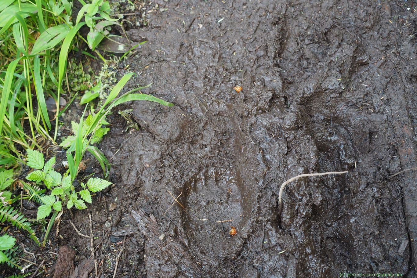 Ma première empreinte de patte d'ours sur le sentier de la Côte Ouest