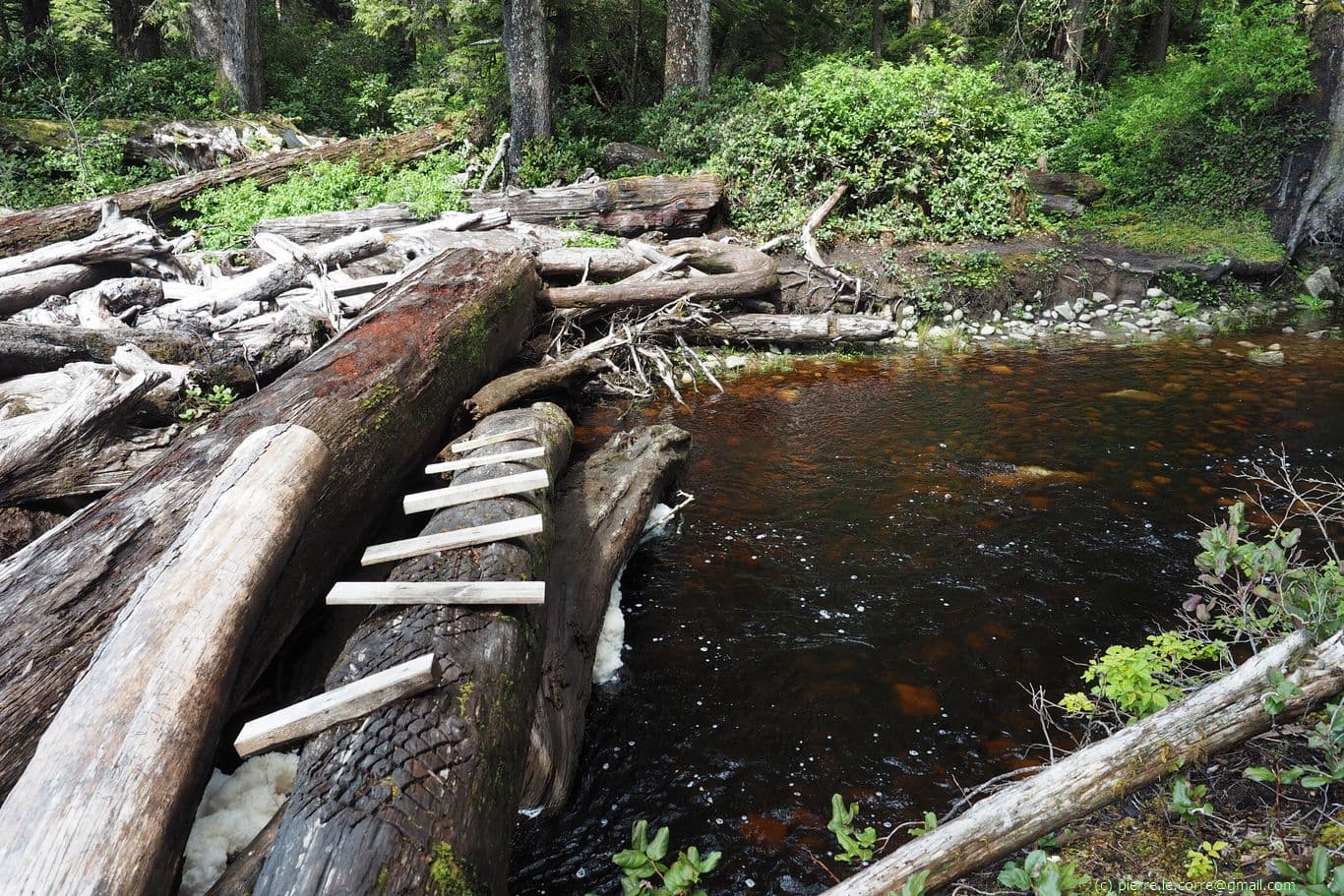 Pont de fortune sur un arbre