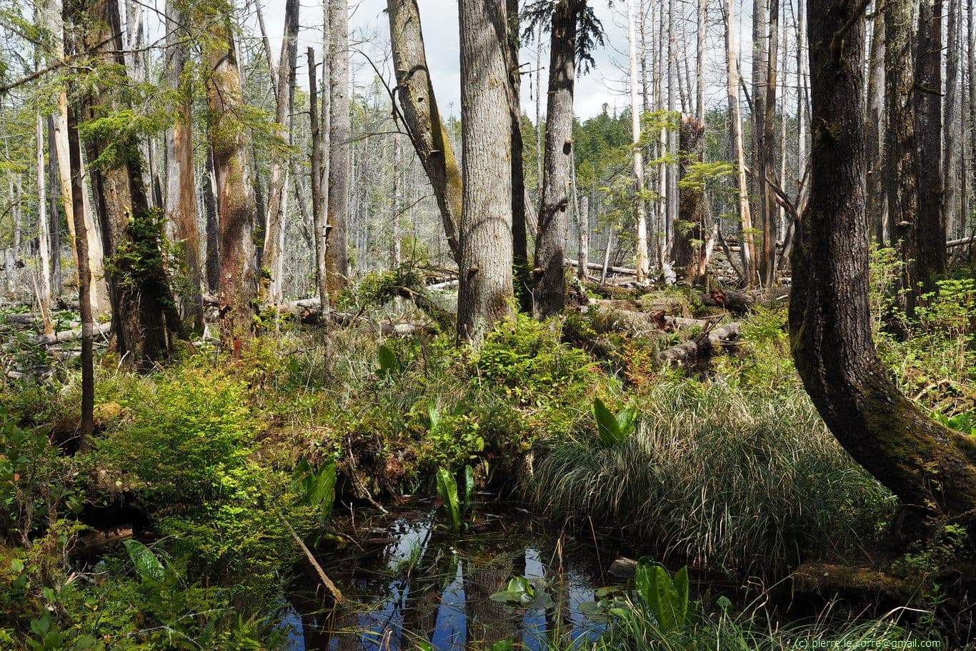 Zone marécageuse dans les bois. Marche sur ponton de bois.