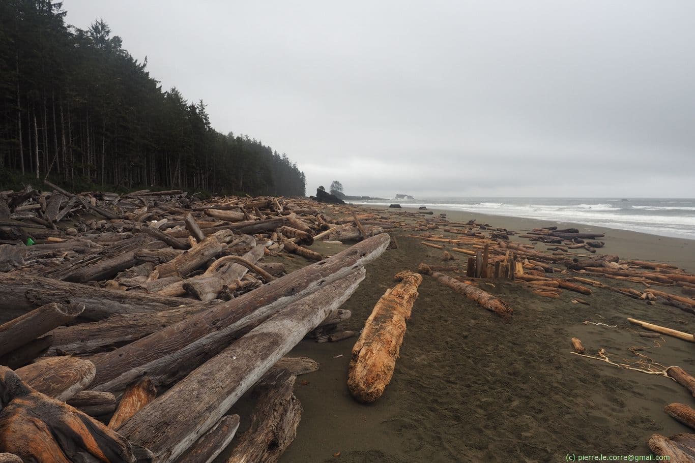 Plage avec une quantité énorme de troncs de bois flotté