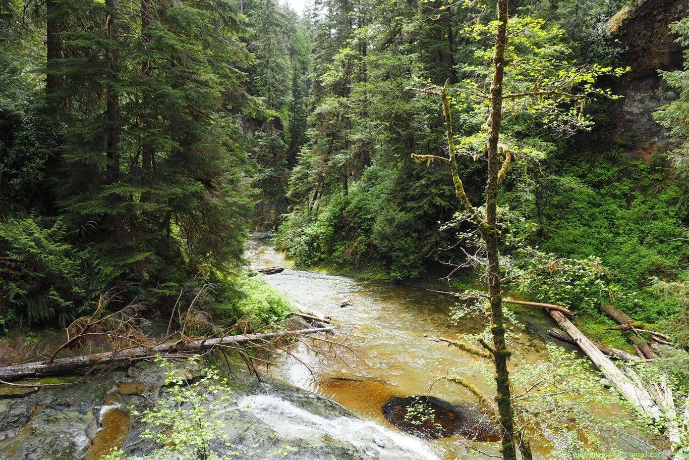 Rivière sur le le sentier de la Côte Ouest