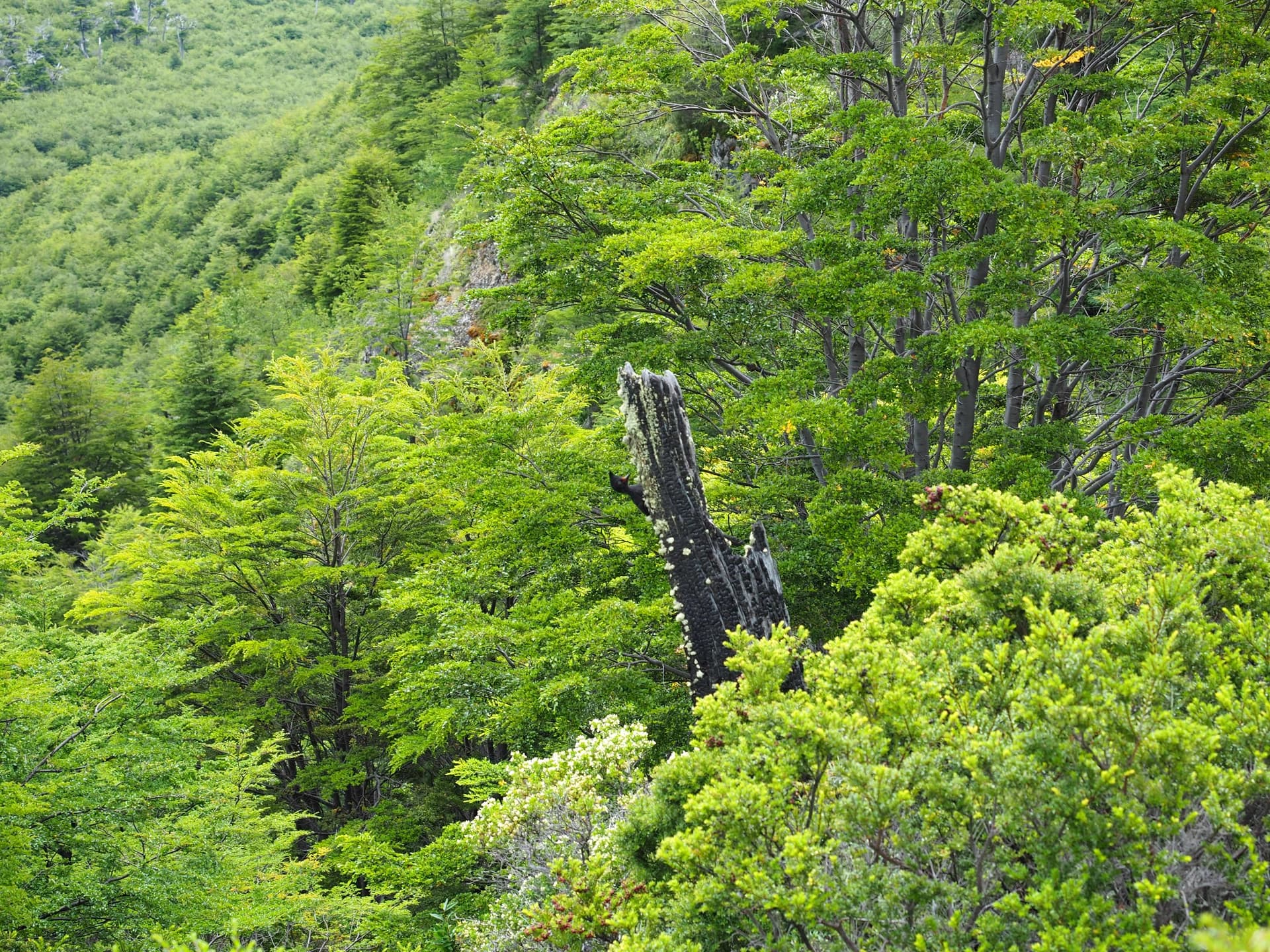 Forêt dense au bord de la Route 7