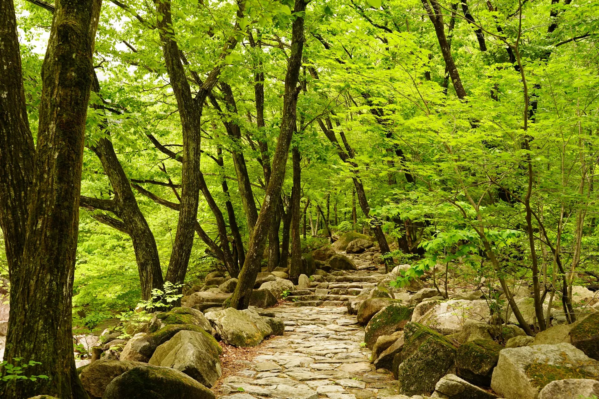 lundi 6 mai - Premier pas sur les sentiers du parc national Seroaksan. Visite perturbée par la pluie annoncée.