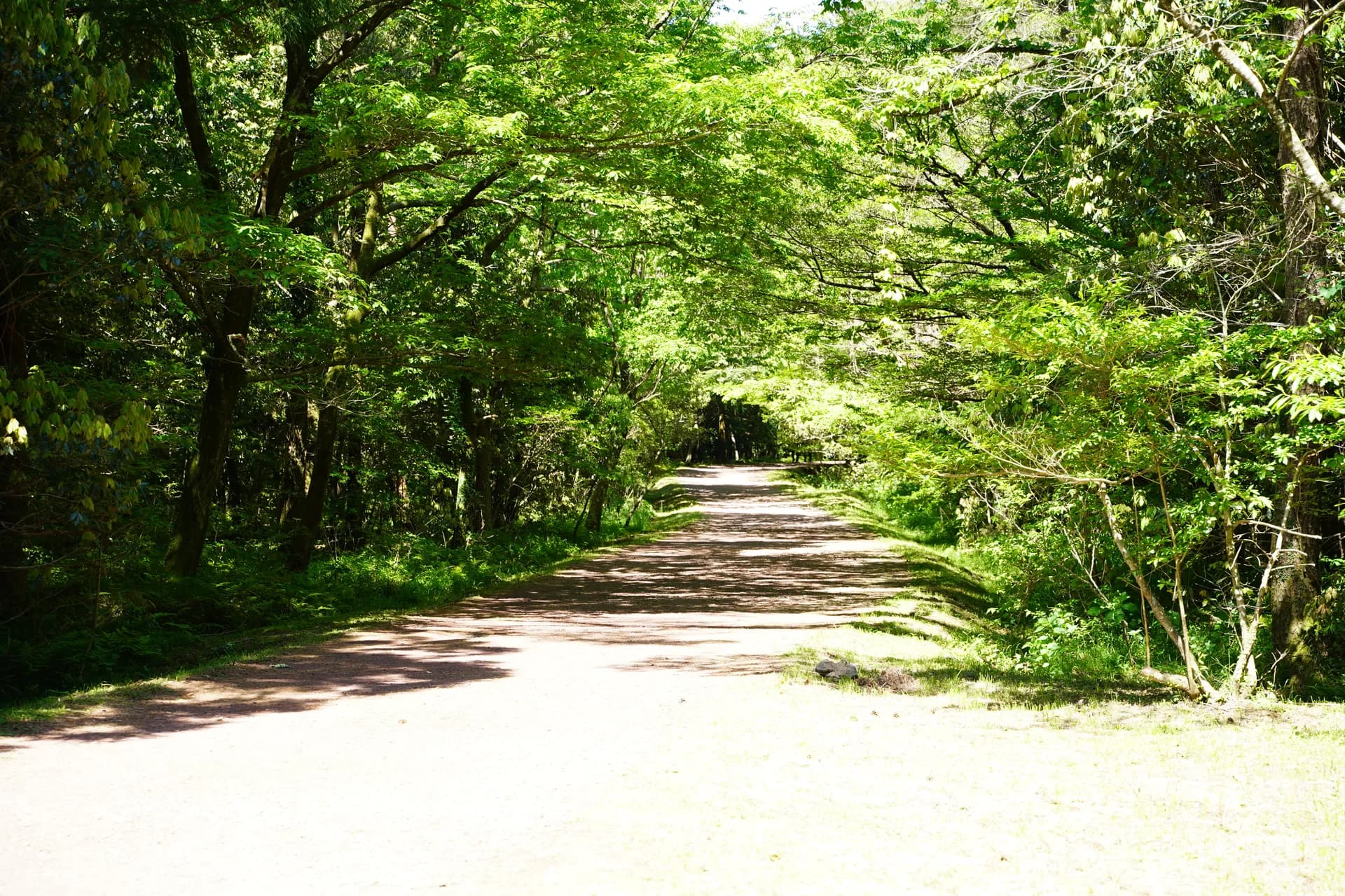 Première randonnée : Marche de 20 km dans la forêt de cèdre 'Saryeoni Forest'. Début de la marche 9h50 et fin vers 15h30. 