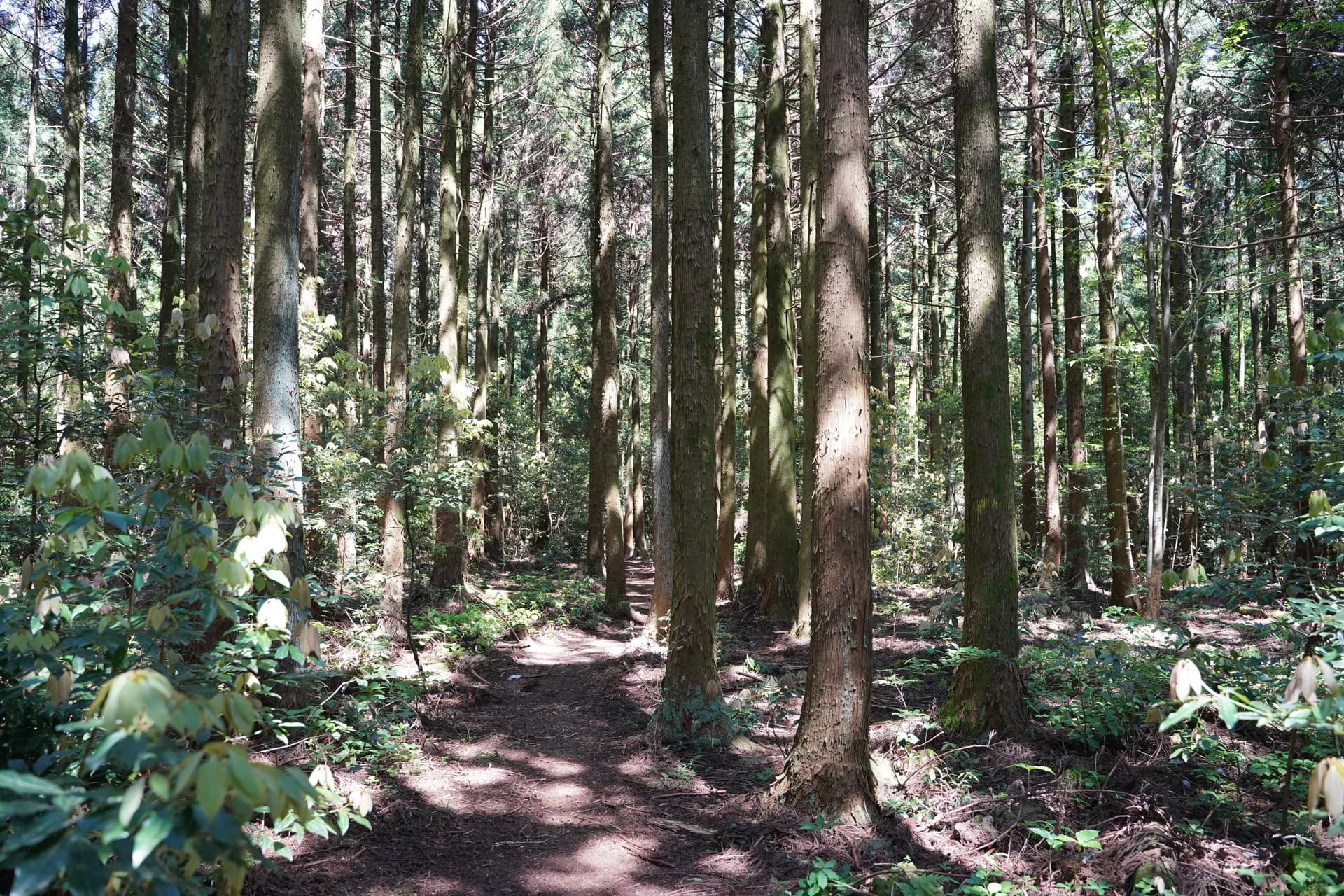 Marche dans la forêt de cèdre 'Saryeoni Forest'