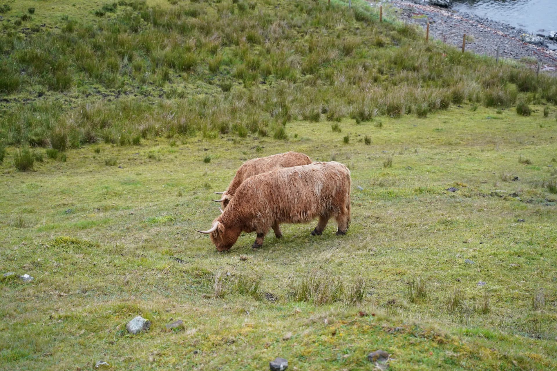 Les vaches Highland aux longues cornes redressées et aux longs poils