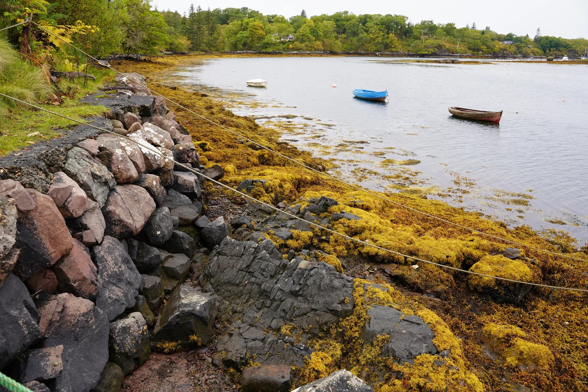 Belles couleurs des algues à marée basse