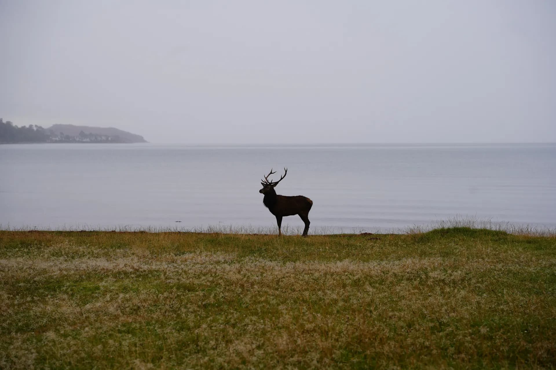 Près d'Applecross bridge, cerf au petit matin après avoir bramé une bonne partie de la nuit