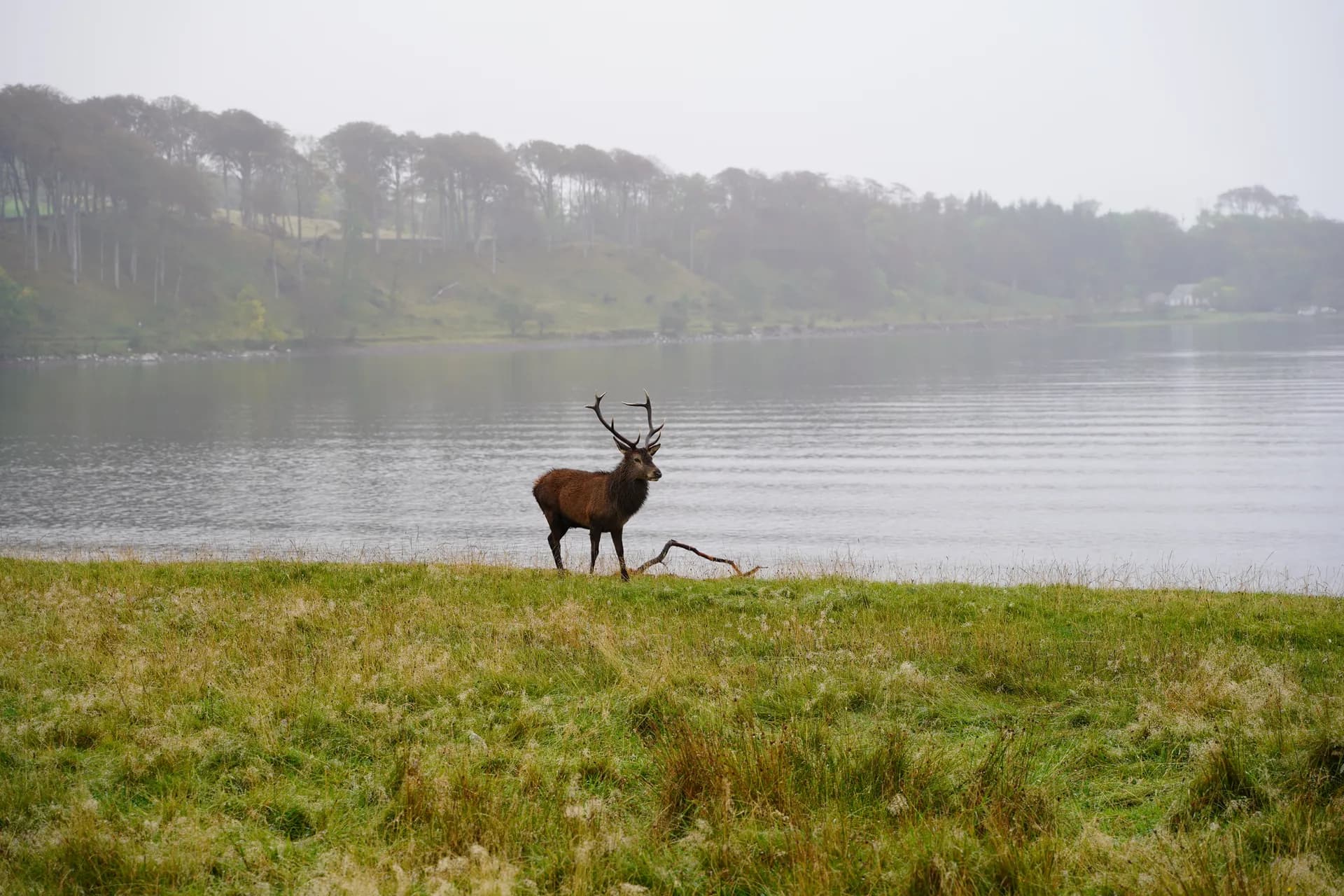 Toujours près d'Applecross bridge, autre cerf un peu plus loin mais ayant combattu probablement avec le précédent