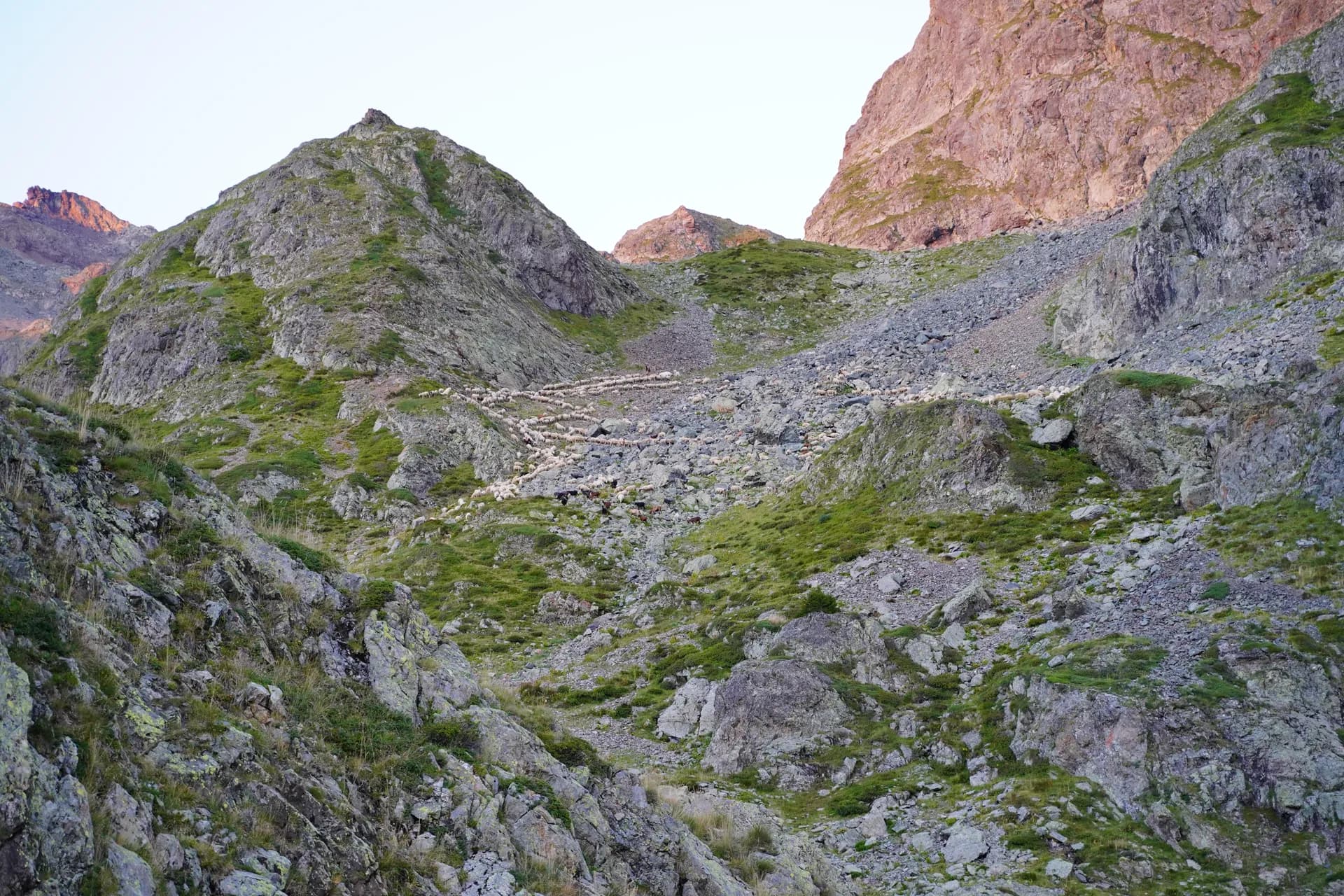 Descent of the flock of sheep to spend the night below the Pra refuge