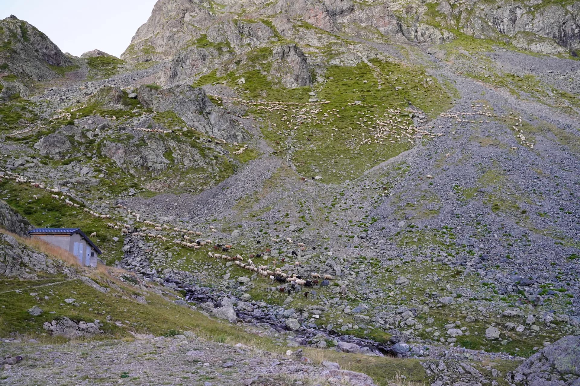 Descent of the flock of sheep and goats