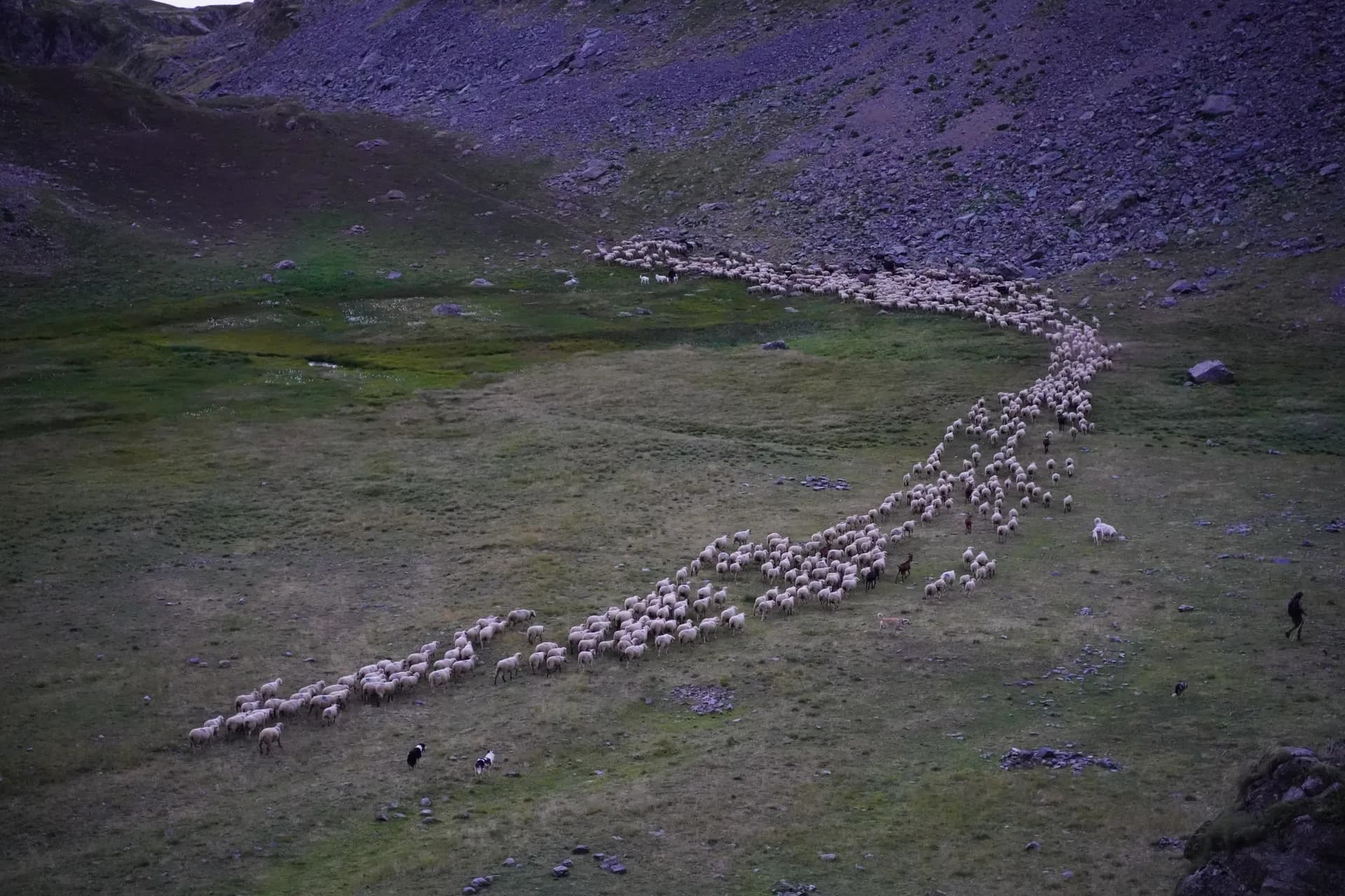 The herd returns to its meadow to spend the night, under surveillance of the patoux