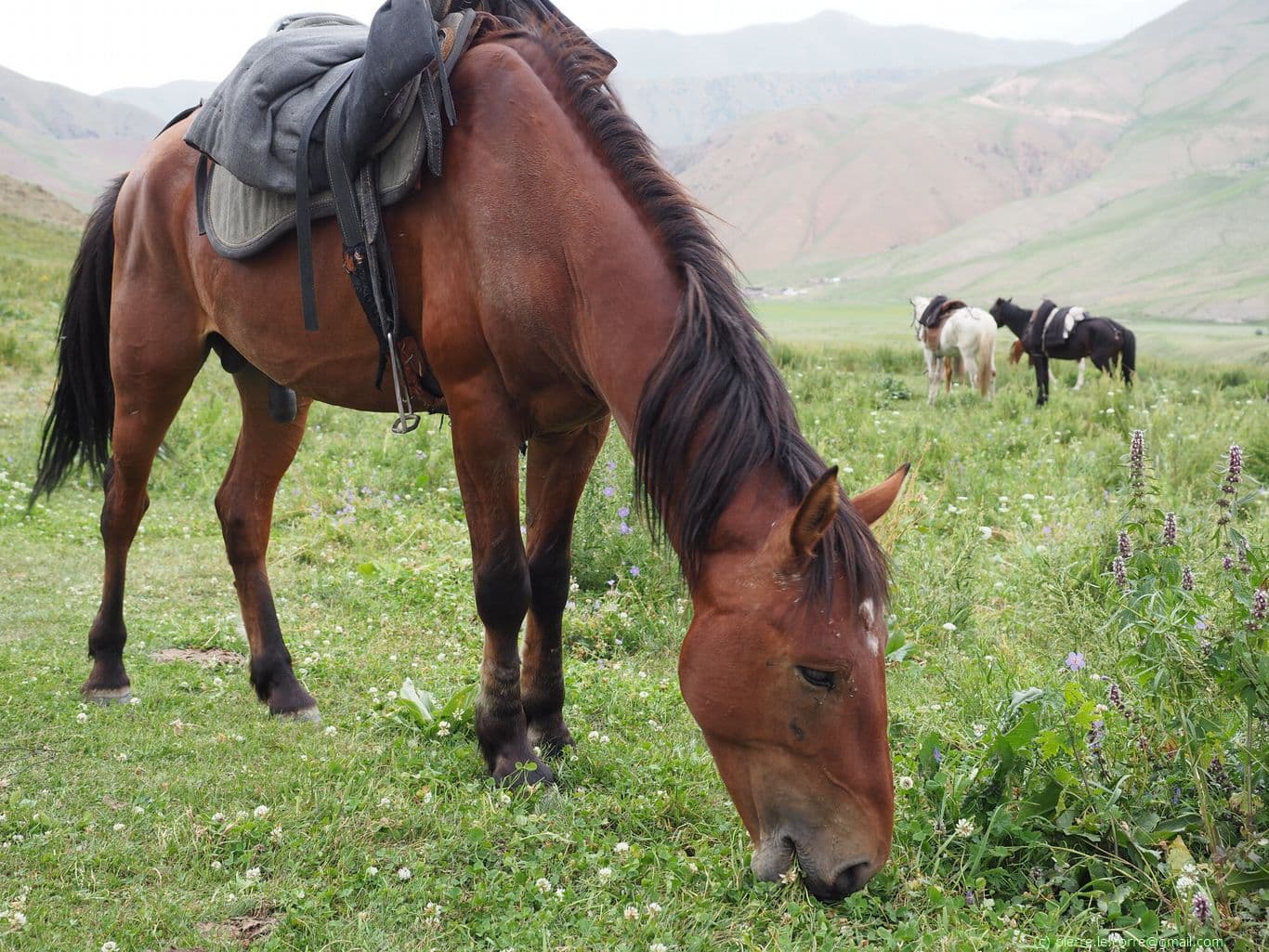 Cheval kirghize