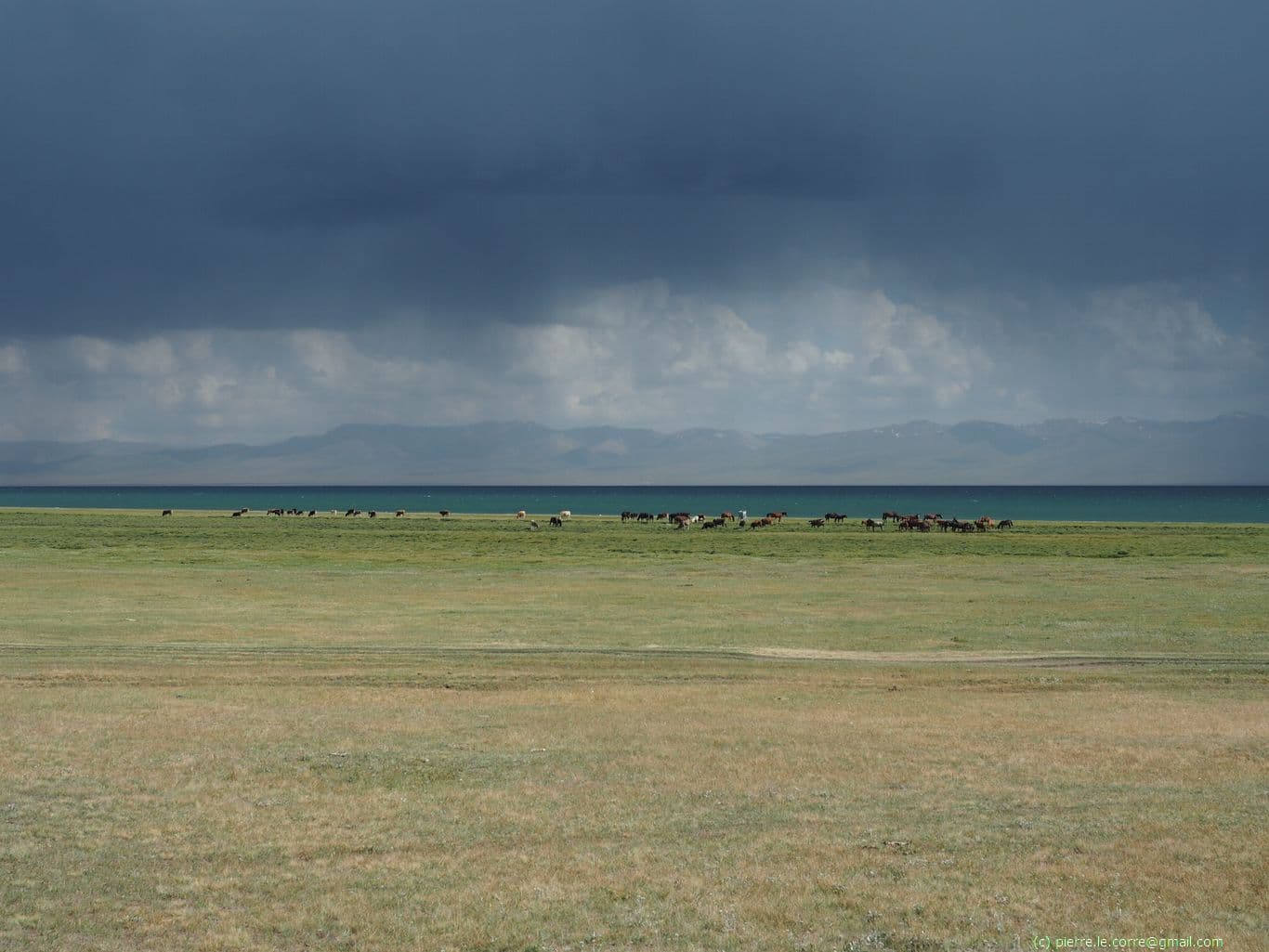 Troupeau de chevaux kirghizes sous un ciel menaçant