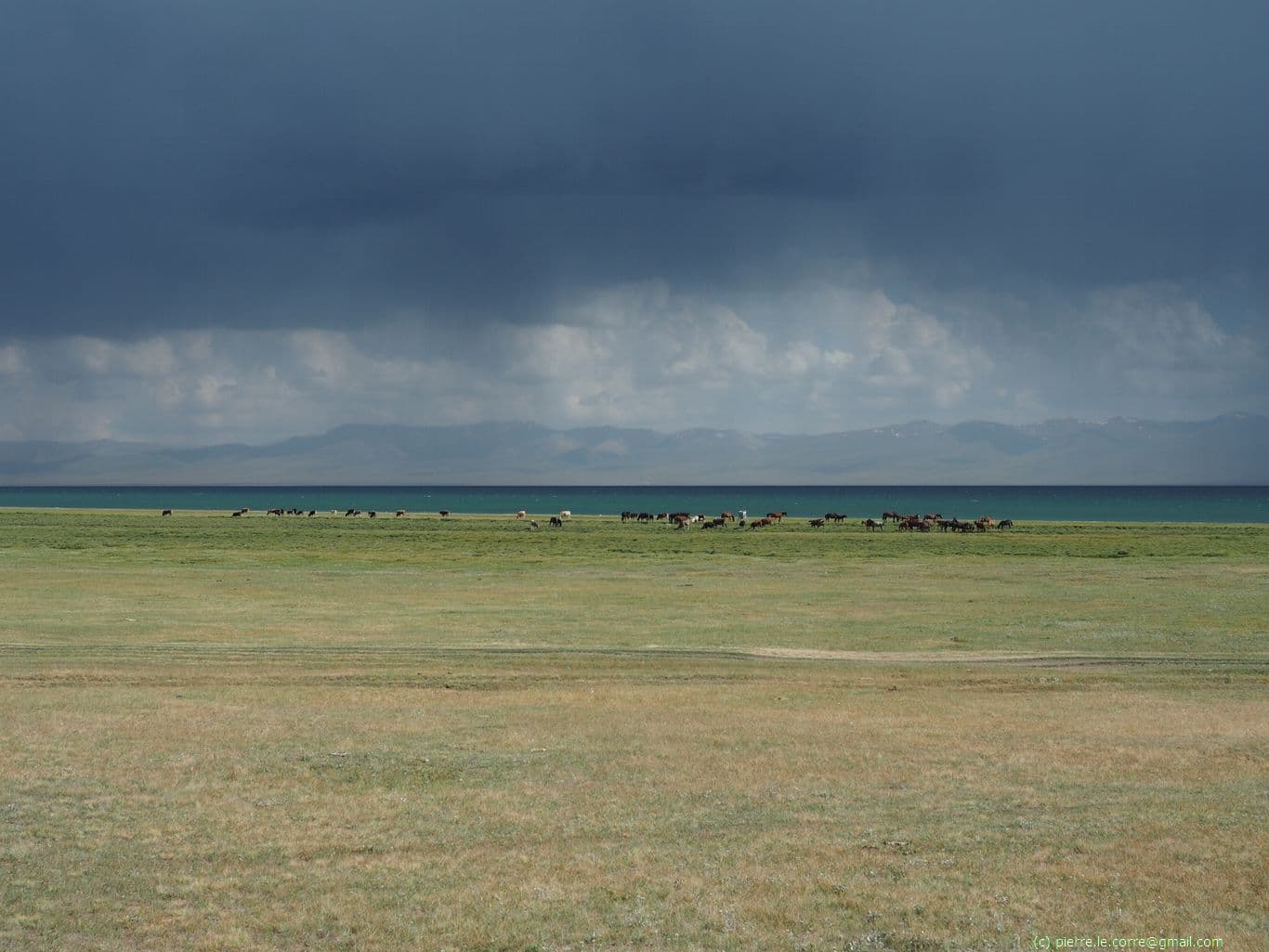 Herd of Kyrgyz horses under threatening sky