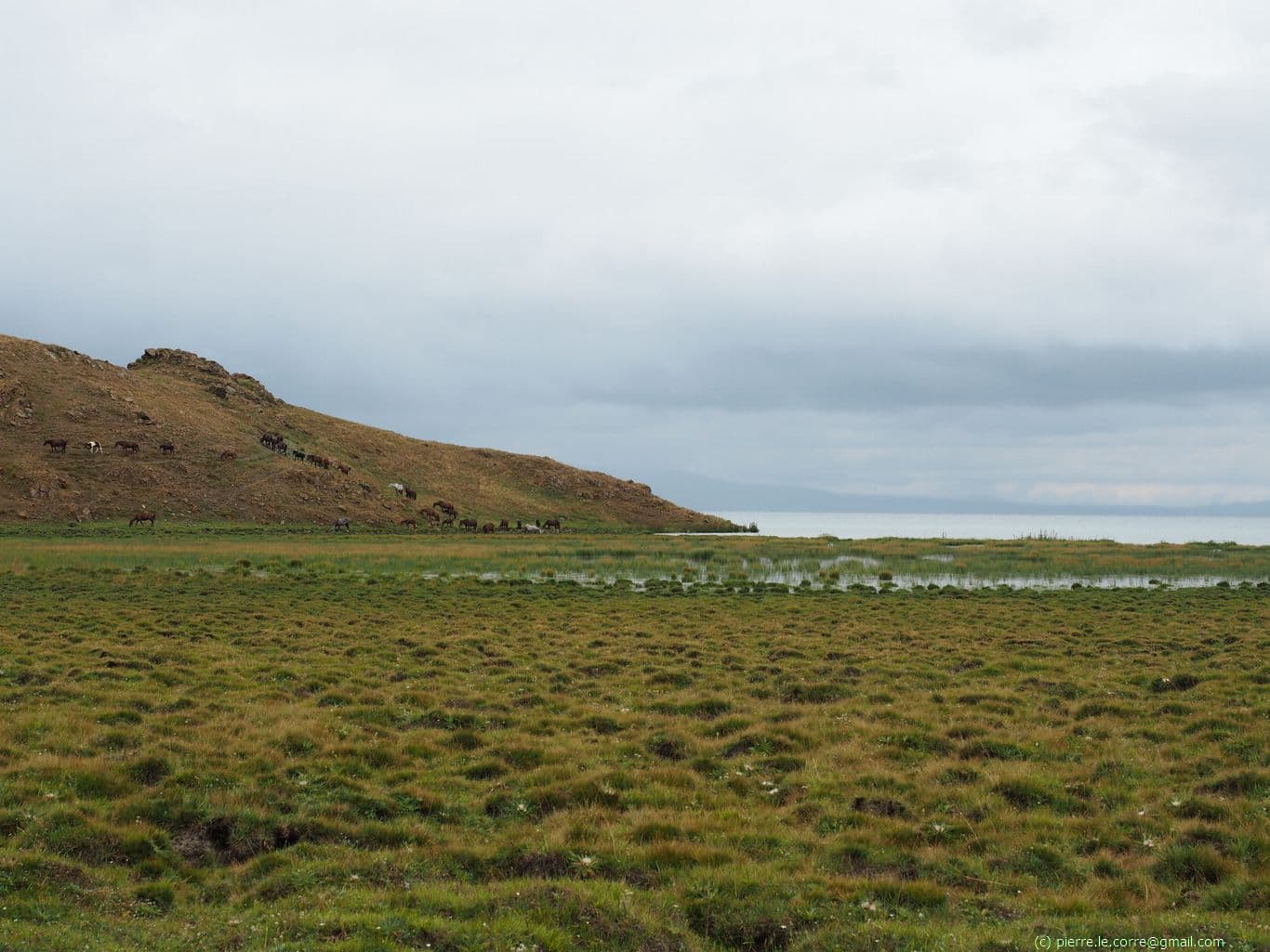 Horde de chevaux sauvage au bord du lac Song Kul