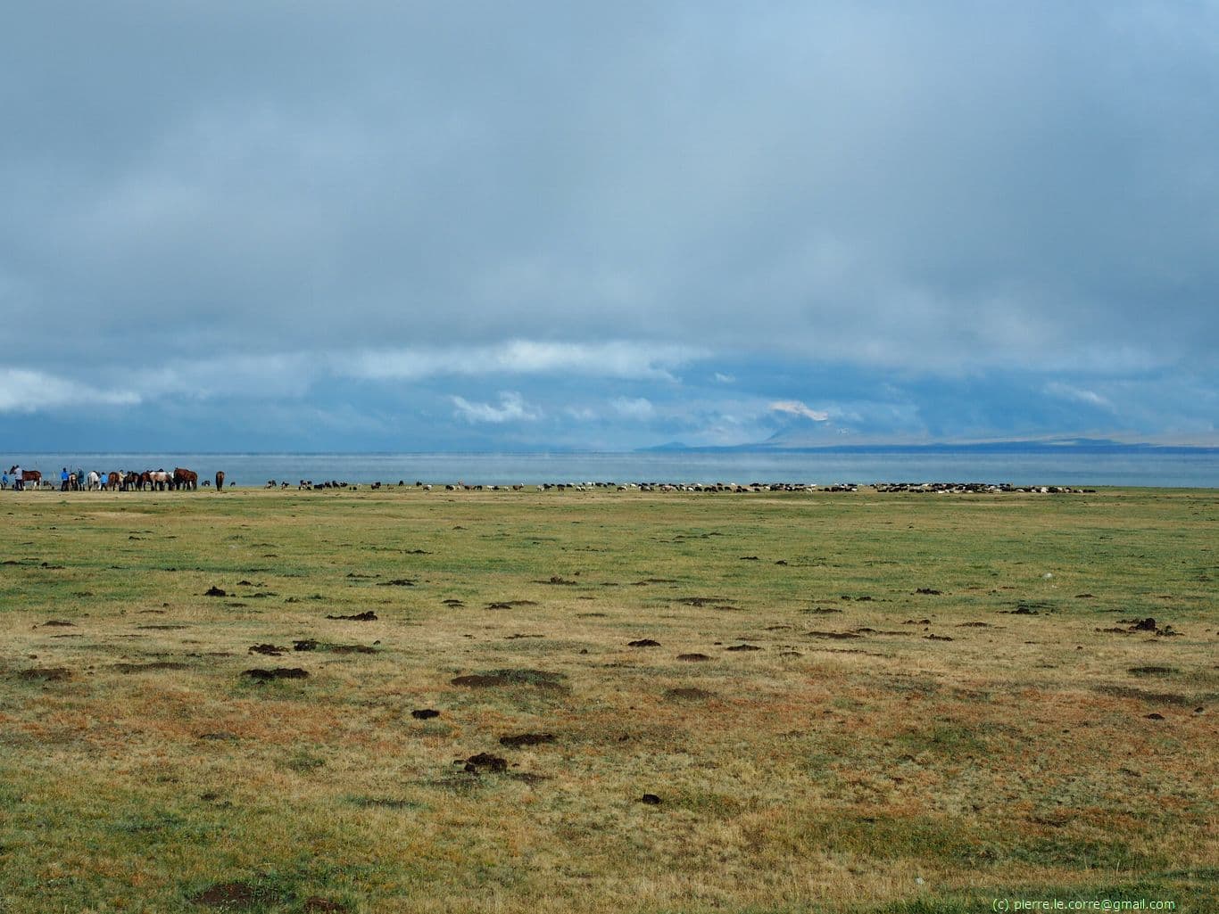 Elevage de chevaux en liberté au bord du lac Song Kul