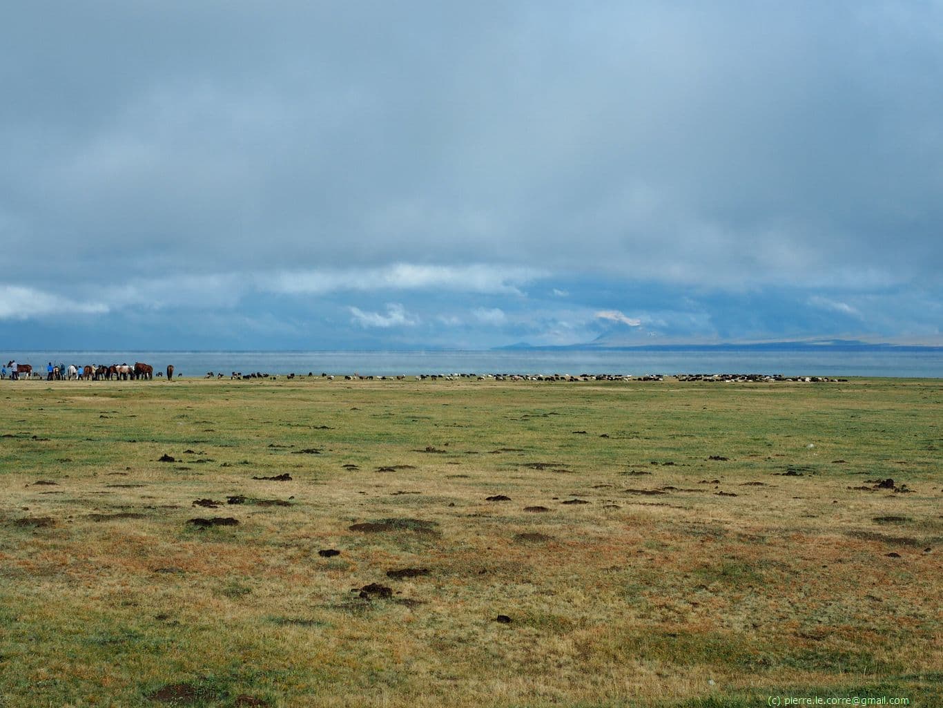 Breeding of horses in freedom on the shore of Song Kul lake