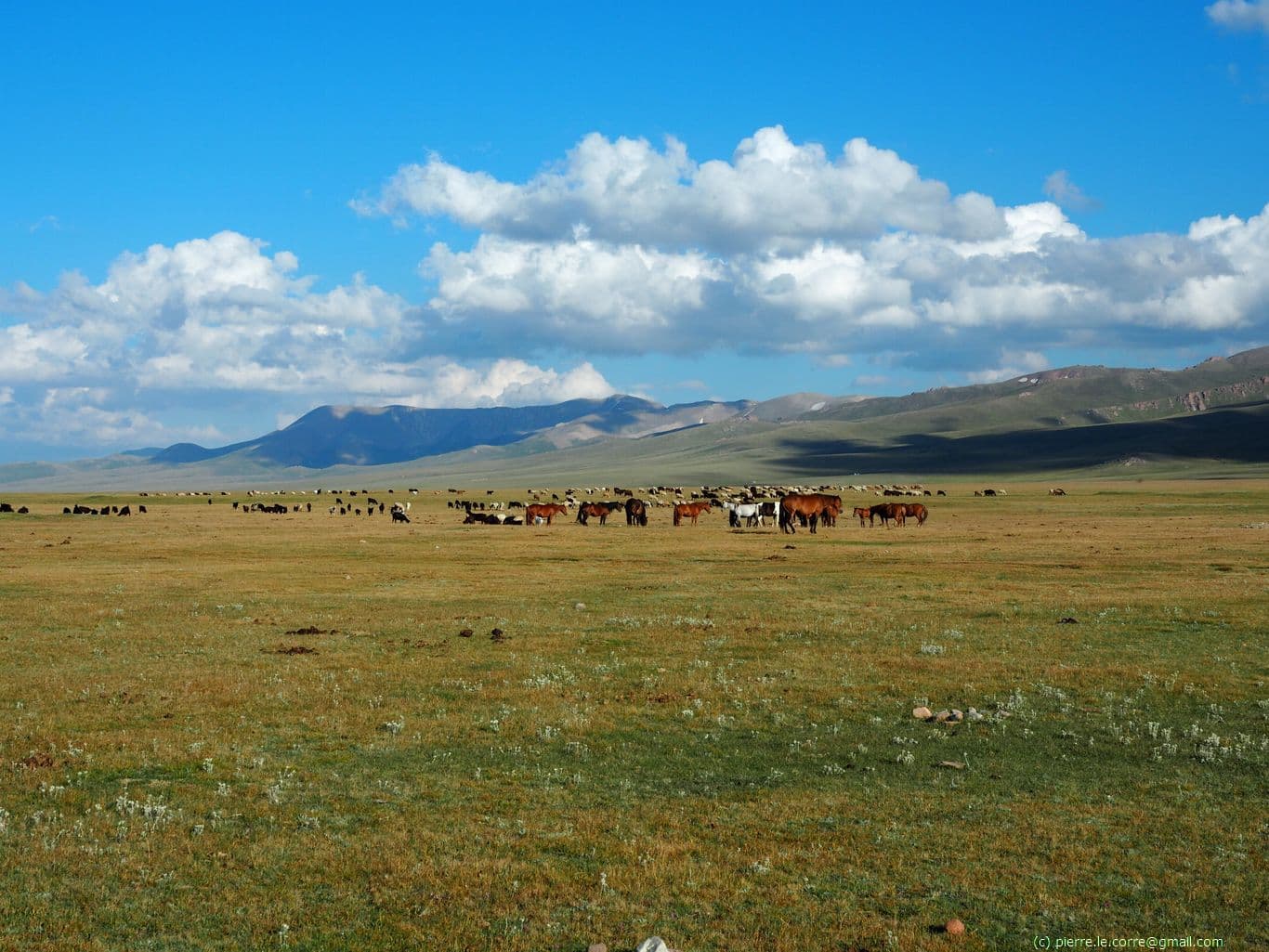 Troupeau de chevaux kirghizes de nos hôtes