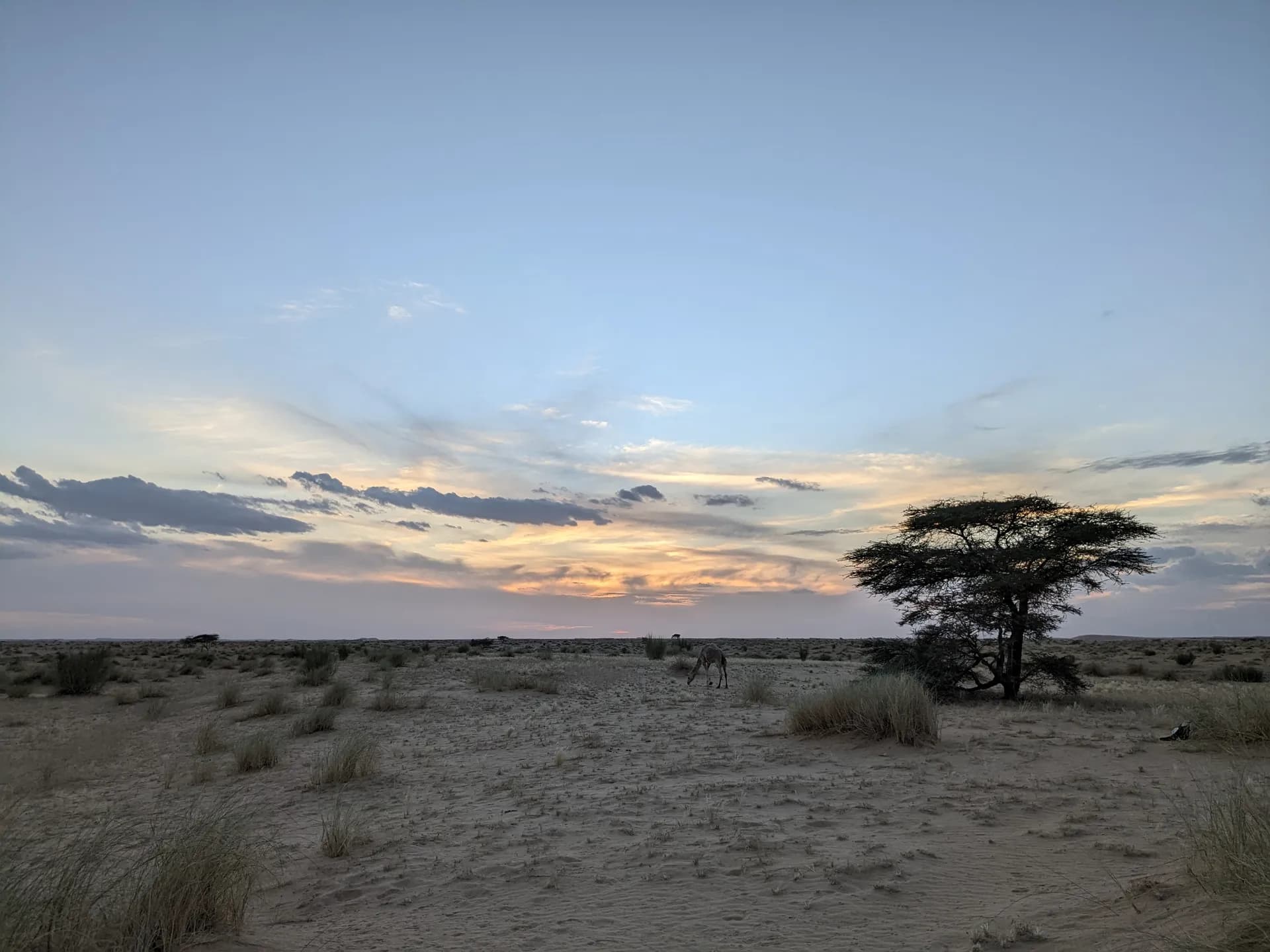 Pack camels in the desert