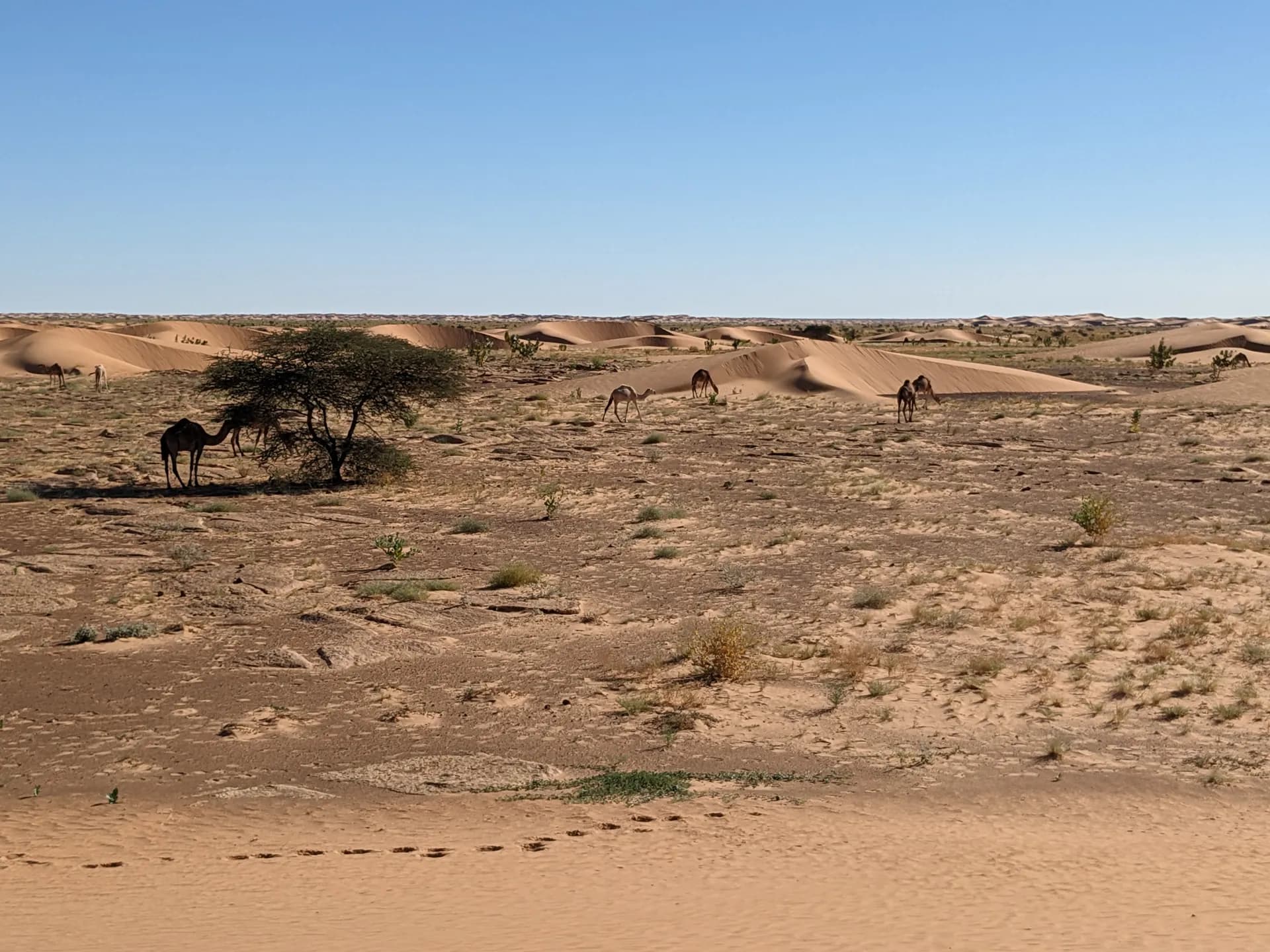 Walking in the desert