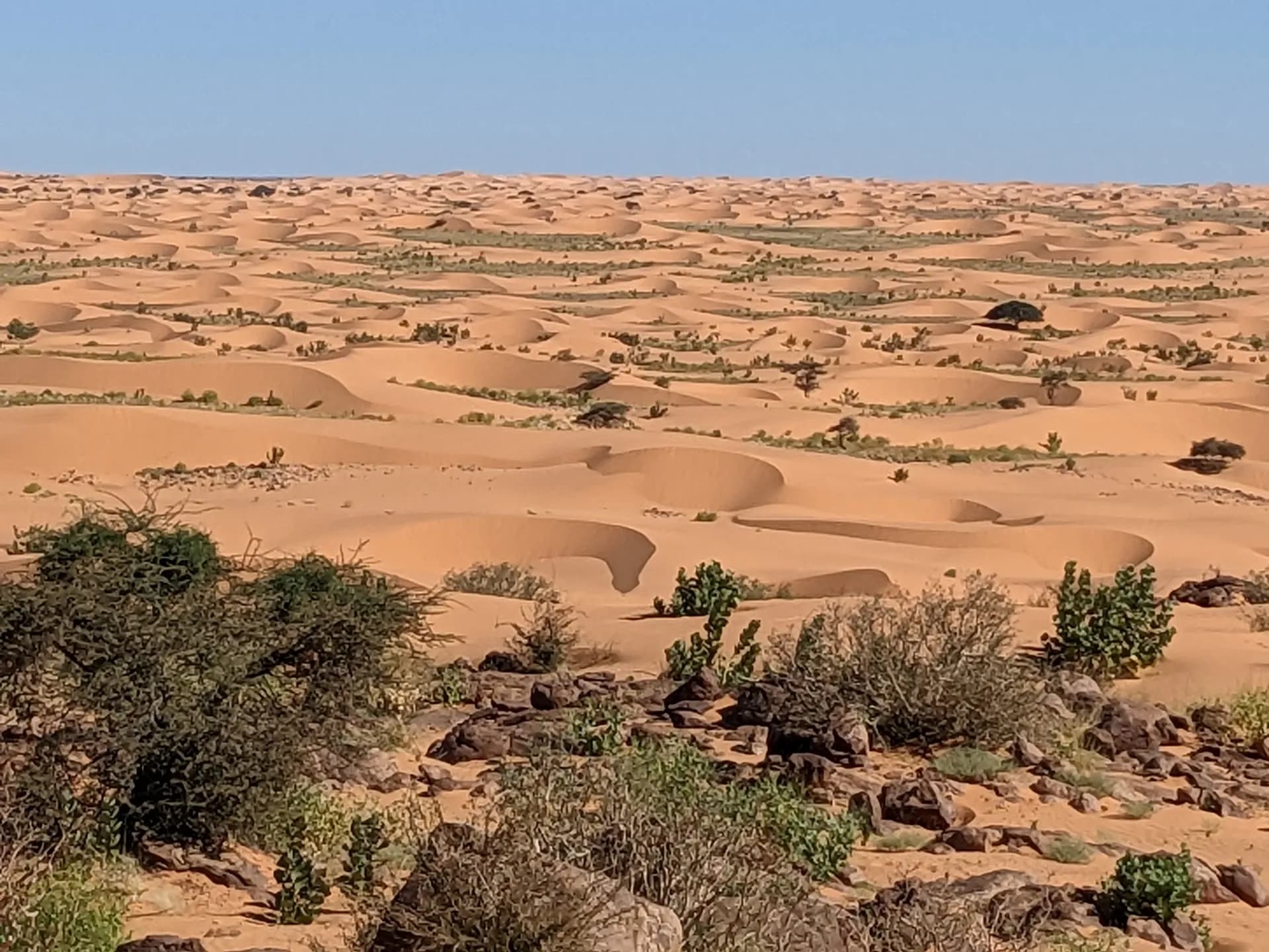 The camels of our camel trek in semi-freedom (restrained)