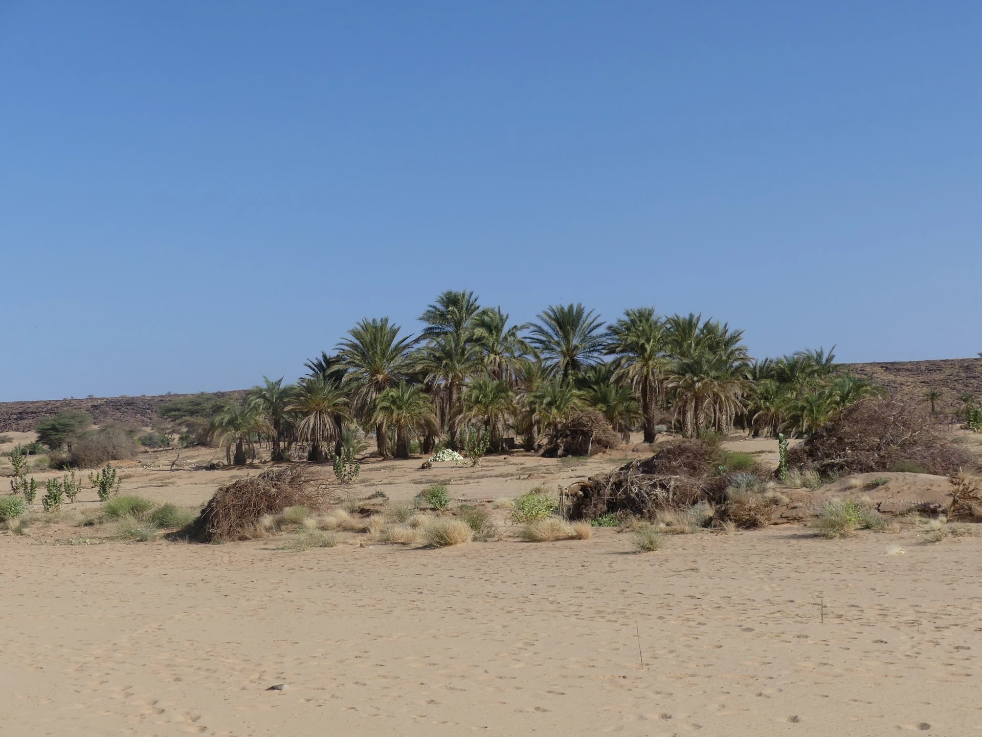 Valley of date palms (photo credit Rémi)