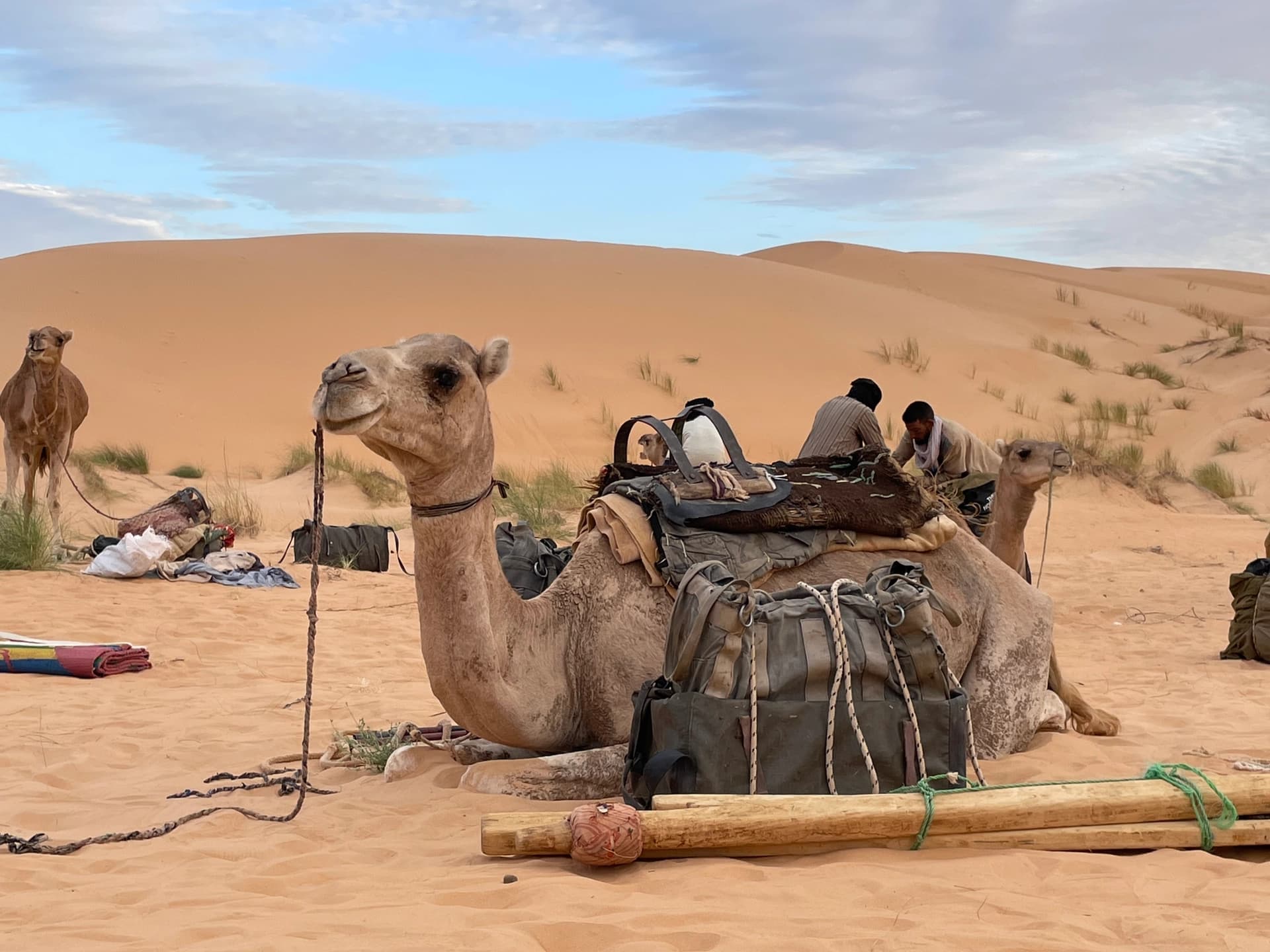 Close-up of a camel from our camel trek (photo credit Sylvain)