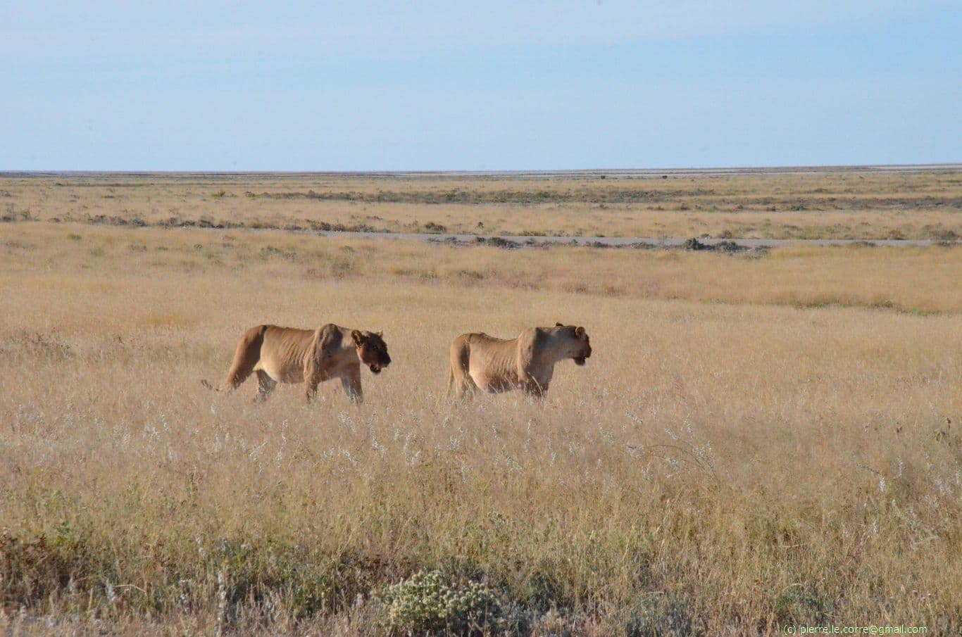 lionnes dans le parc Etosha