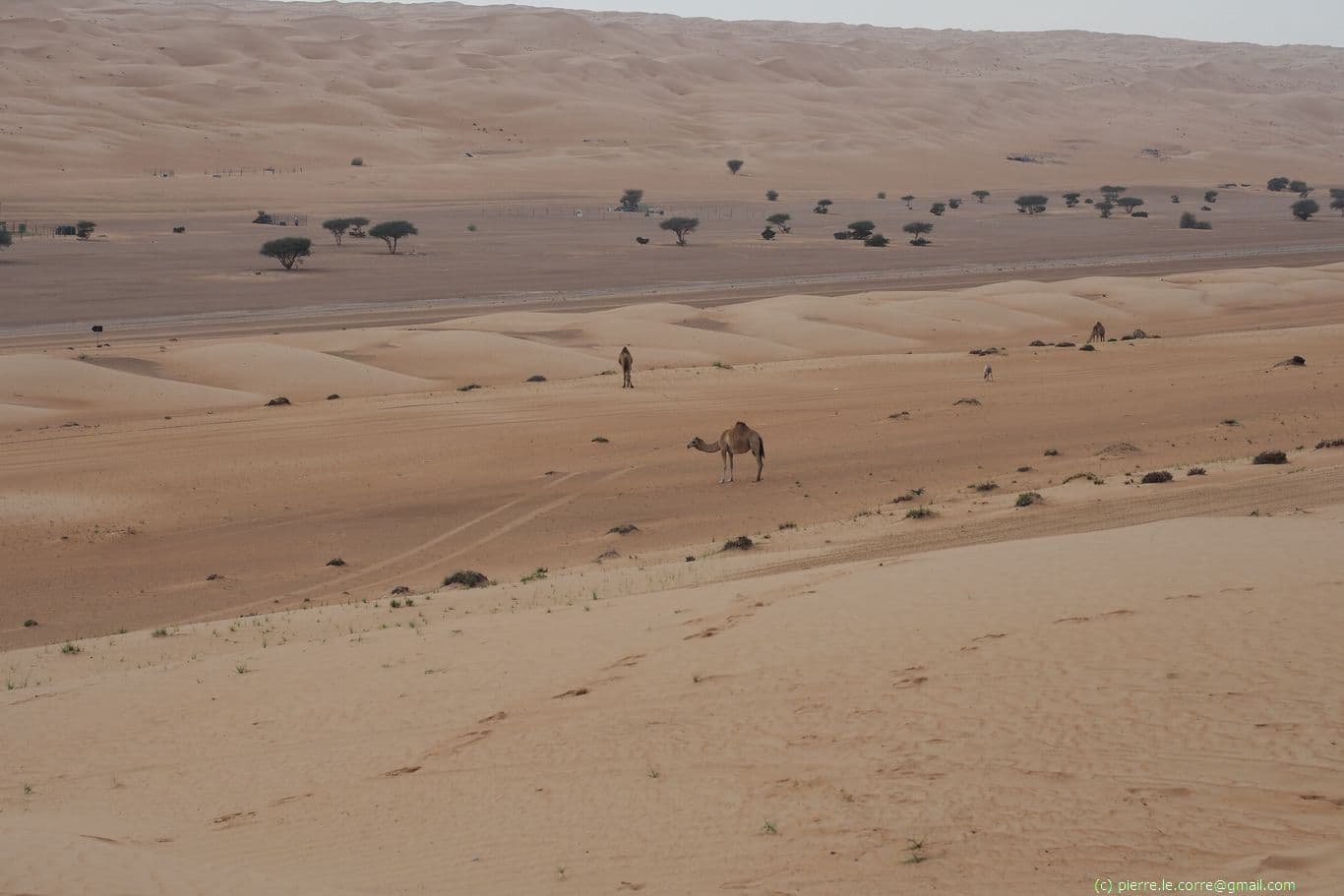 dunes and camel Wahiba Sands