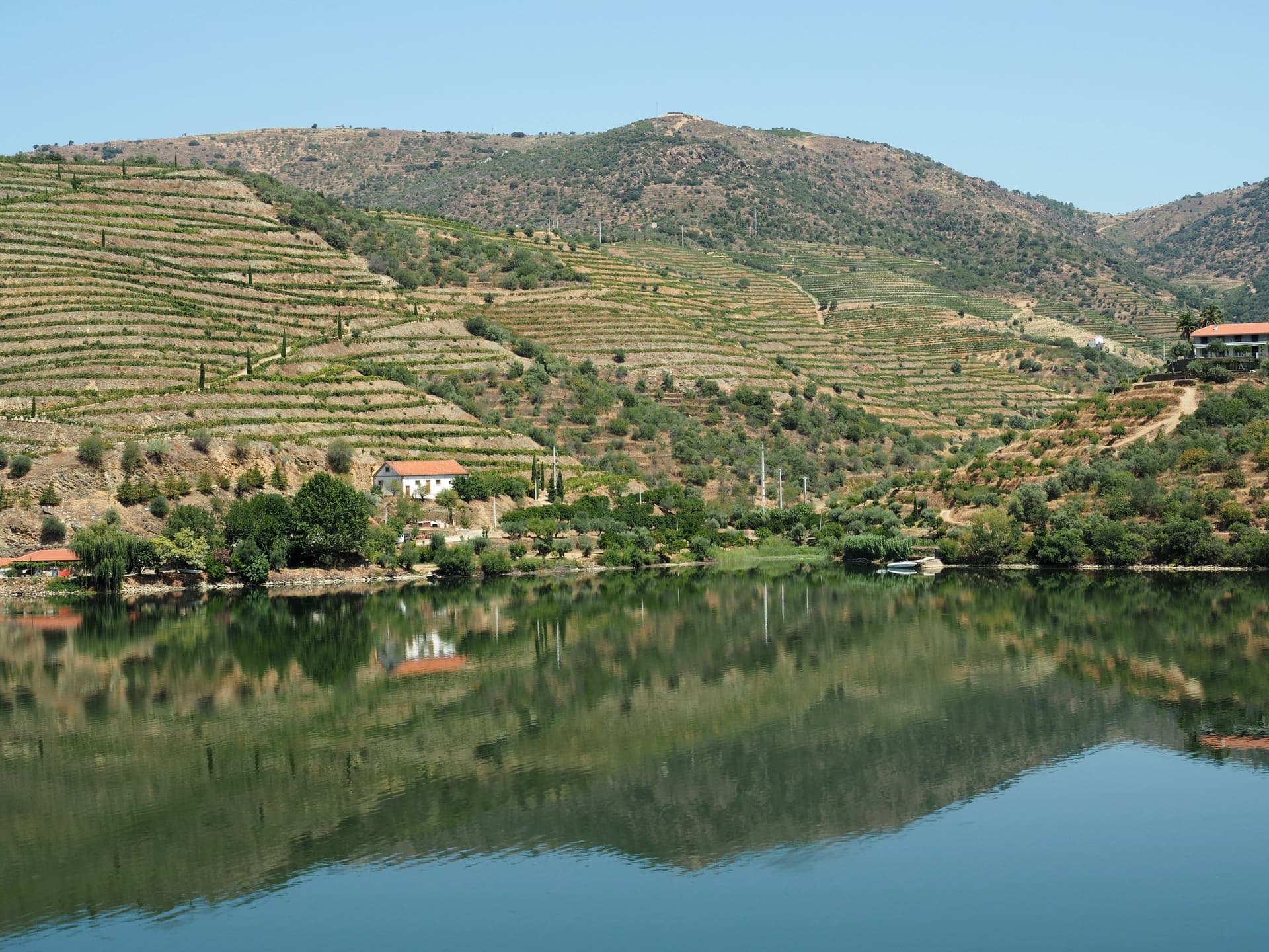 Vue sur les vignobles de la vallée du Douro depuis le train