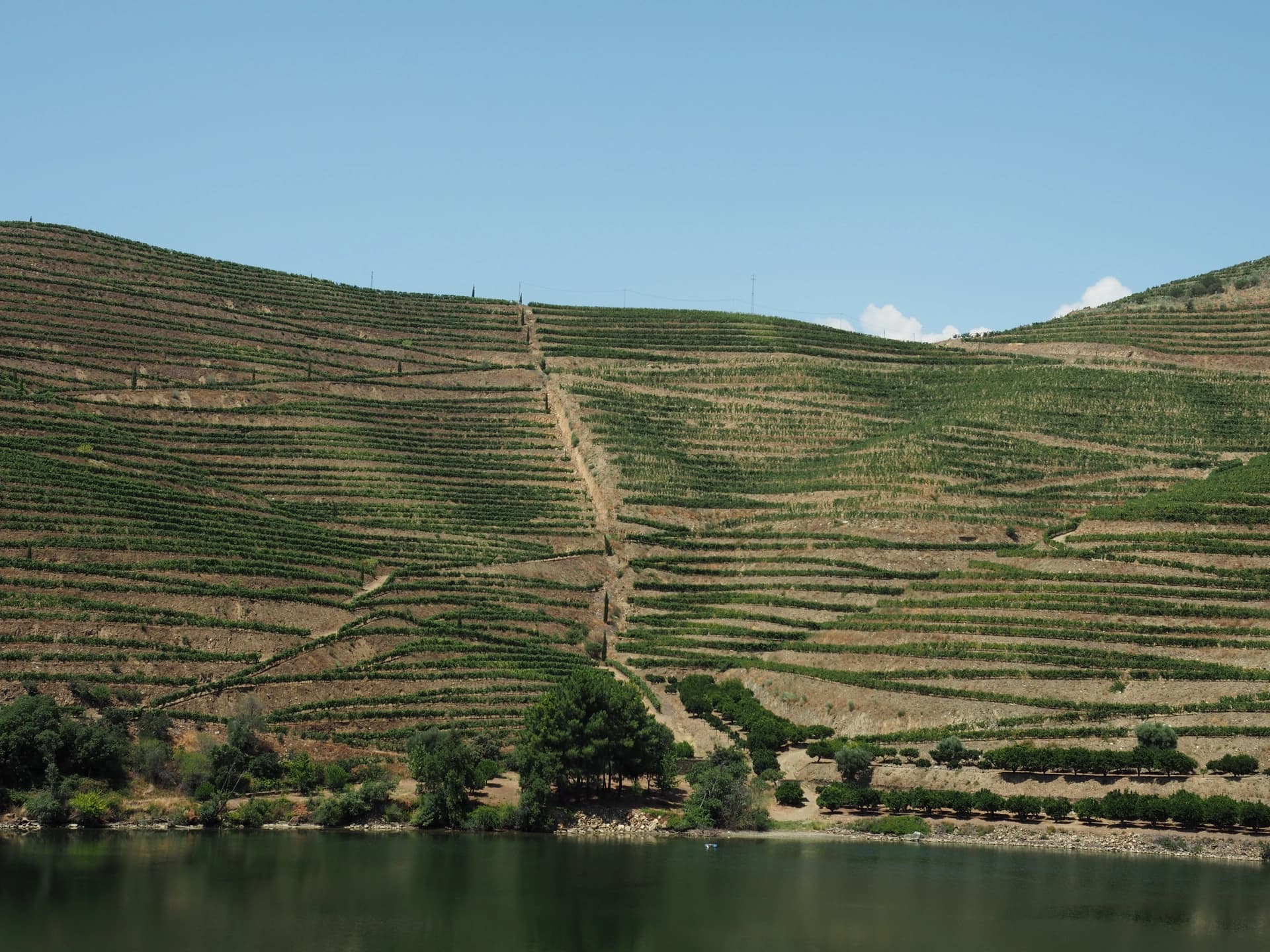 Vue sur les vignobles pentus de la vallée du Douro depuis le train