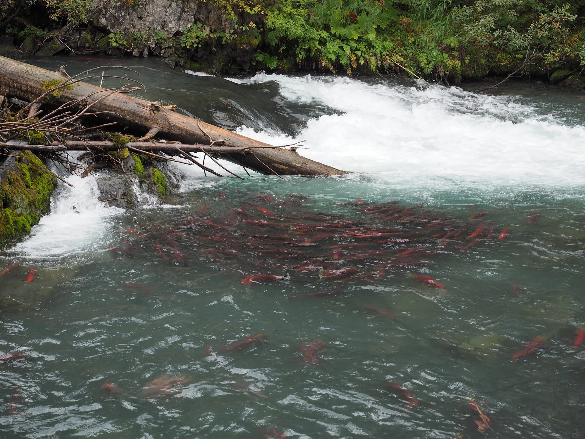 Salmon river (difficult to count them!)