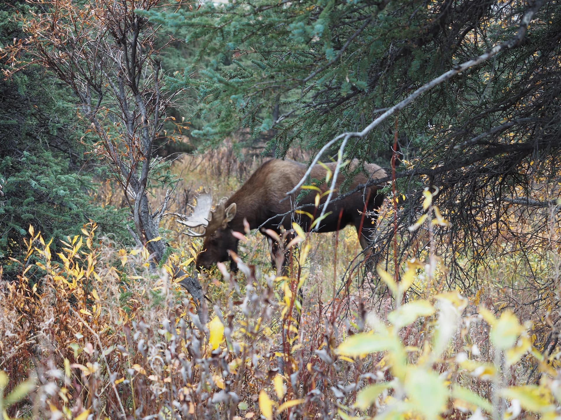 My first moose, below the road between the park entrance and the Teklanika River Campground