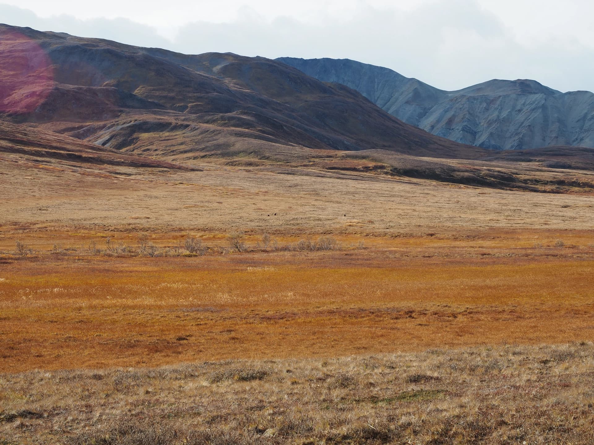 Three grizzly bears are hiding in this photo.