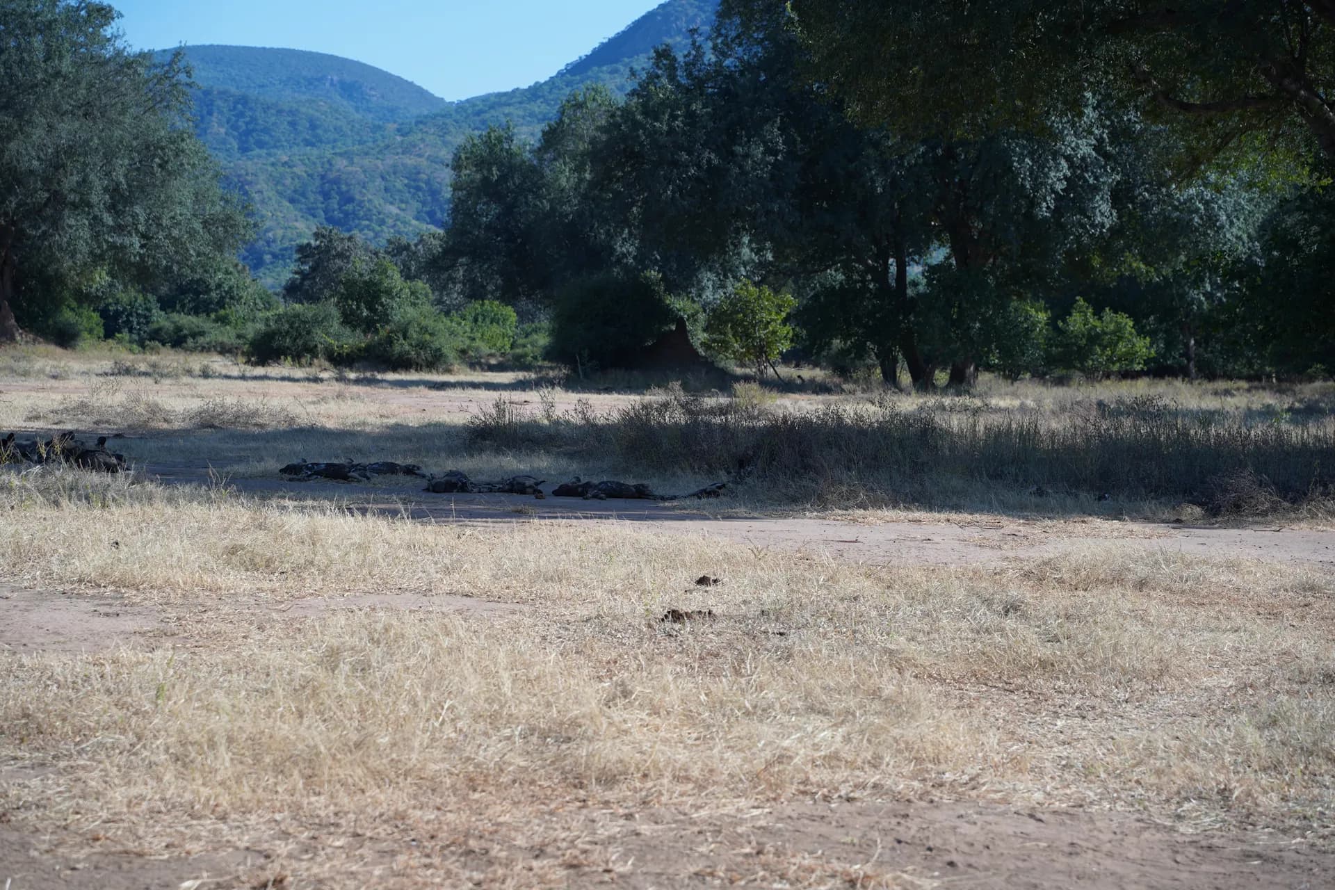 Jolie meute d'une quinzaine de wild dogs ou lycaons.